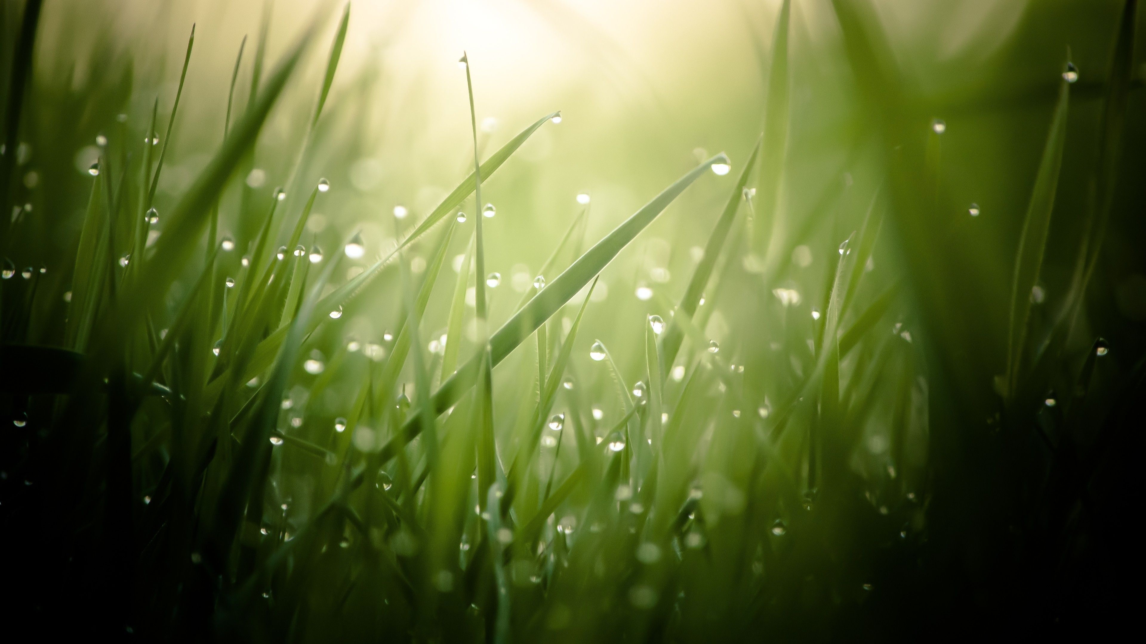Aesthetic grass, Desktop wallpapers, Serenity and simplicity, Nature's elegance, 3840x2160 4K Desktop
