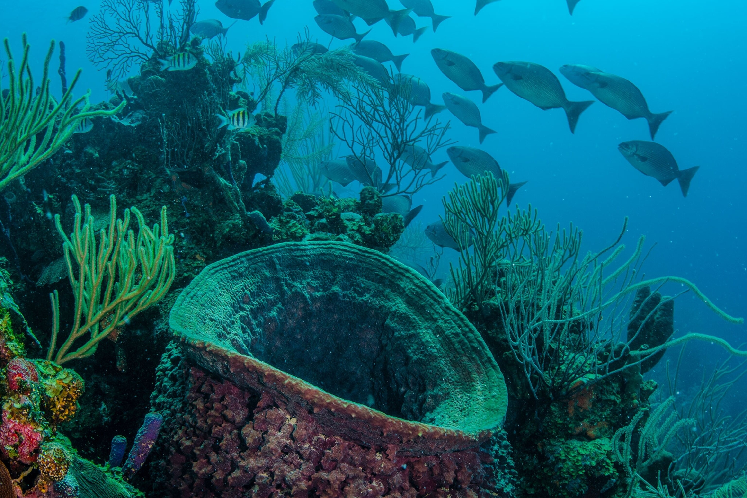 Caribbean Coral Reef Islands, Sponge and algae issue, Choking reefs, Fragile ecosystems, 3080x2050 HD Desktop