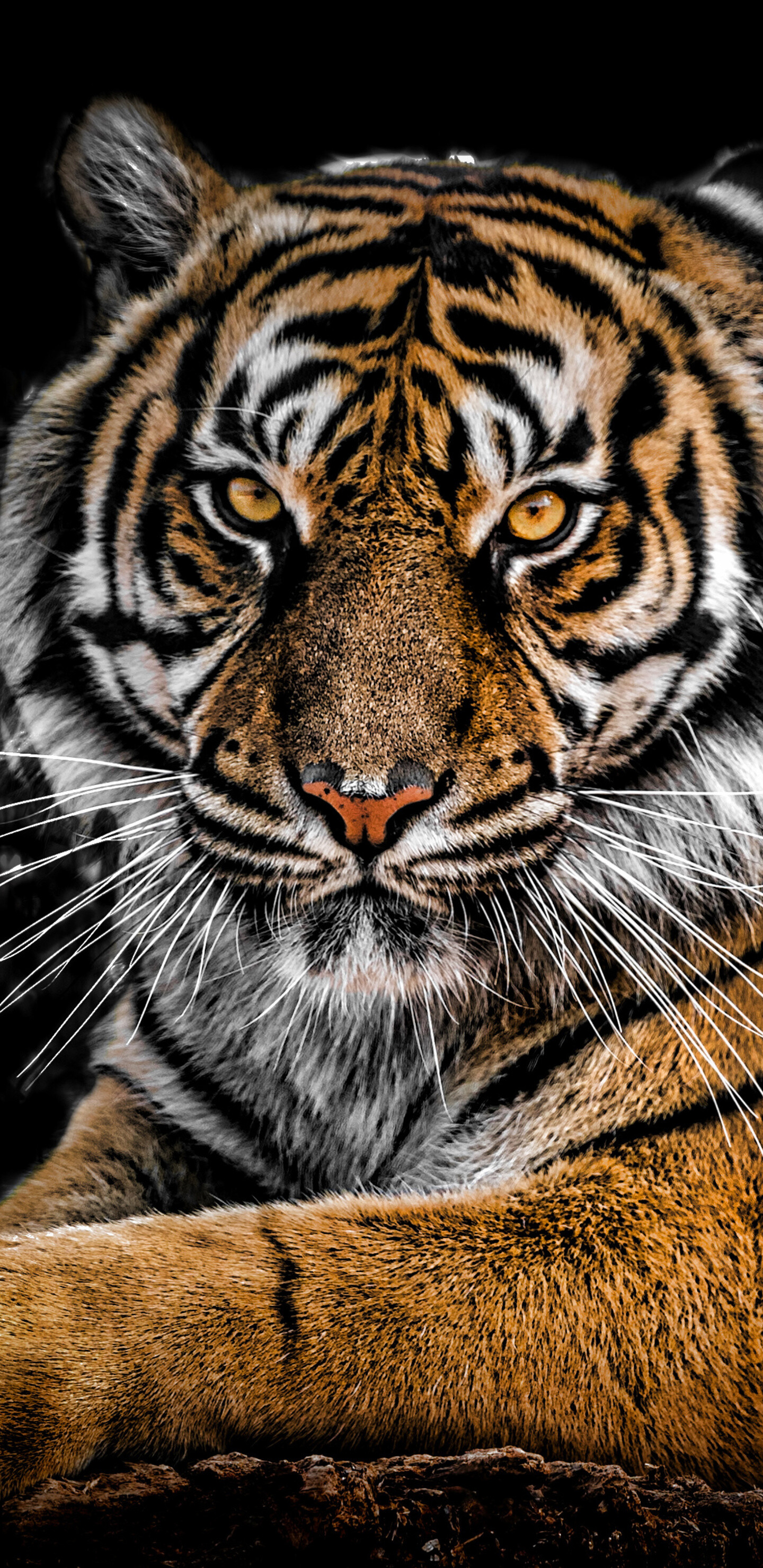 Tiger: Historically ranged from eastern Turkey and Transcaucasia to the coast of the Sea of Japan, and from South Asia across Southeast Asia to the Indonesian islands of Sumatra, Java, and Bali. 1440x2960 HD Wallpaper.