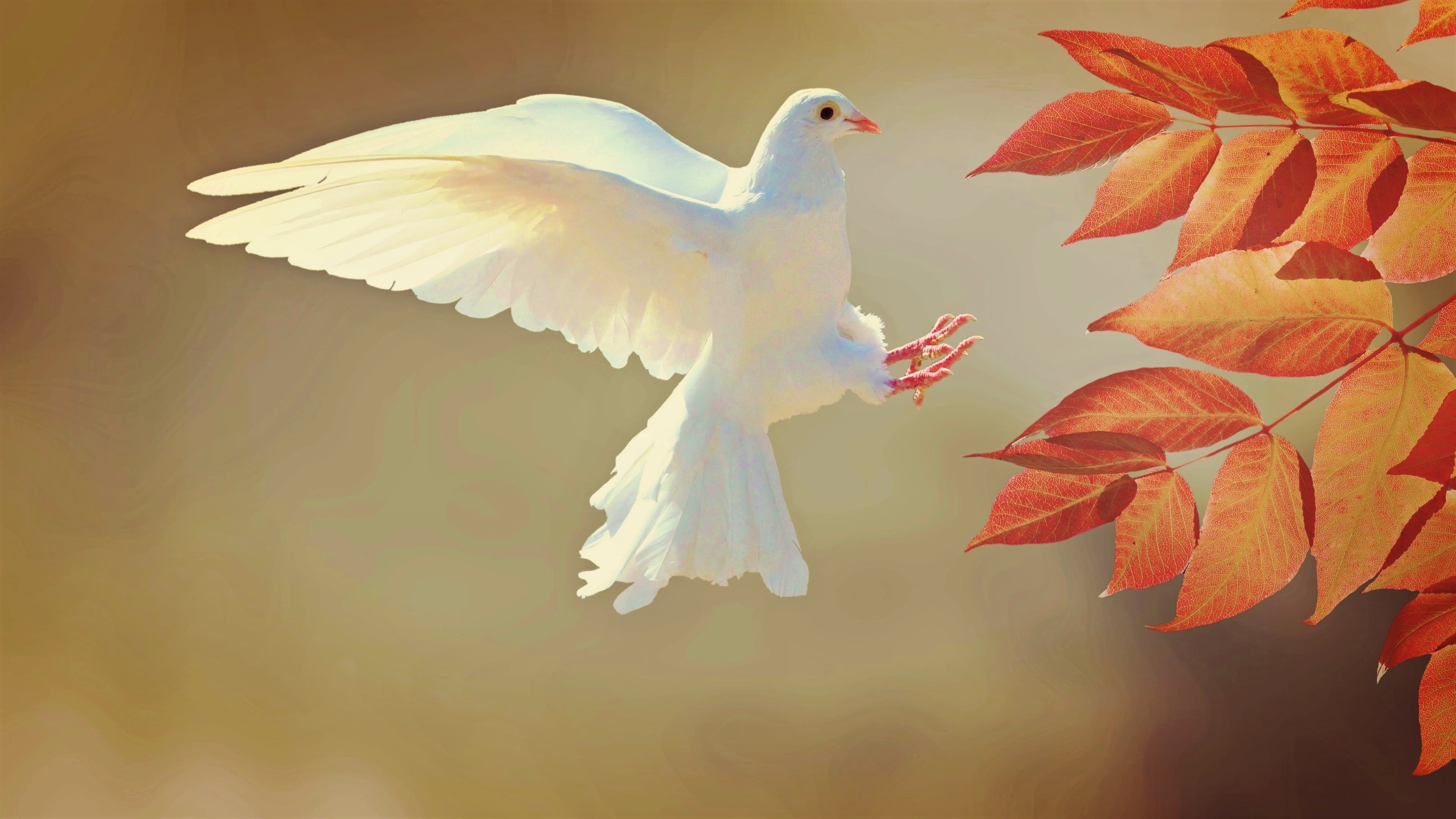 Pigeon: White dove, One of the most diverse non-passerine clades of neoavians. 3840x2160 4K Wallpaper.