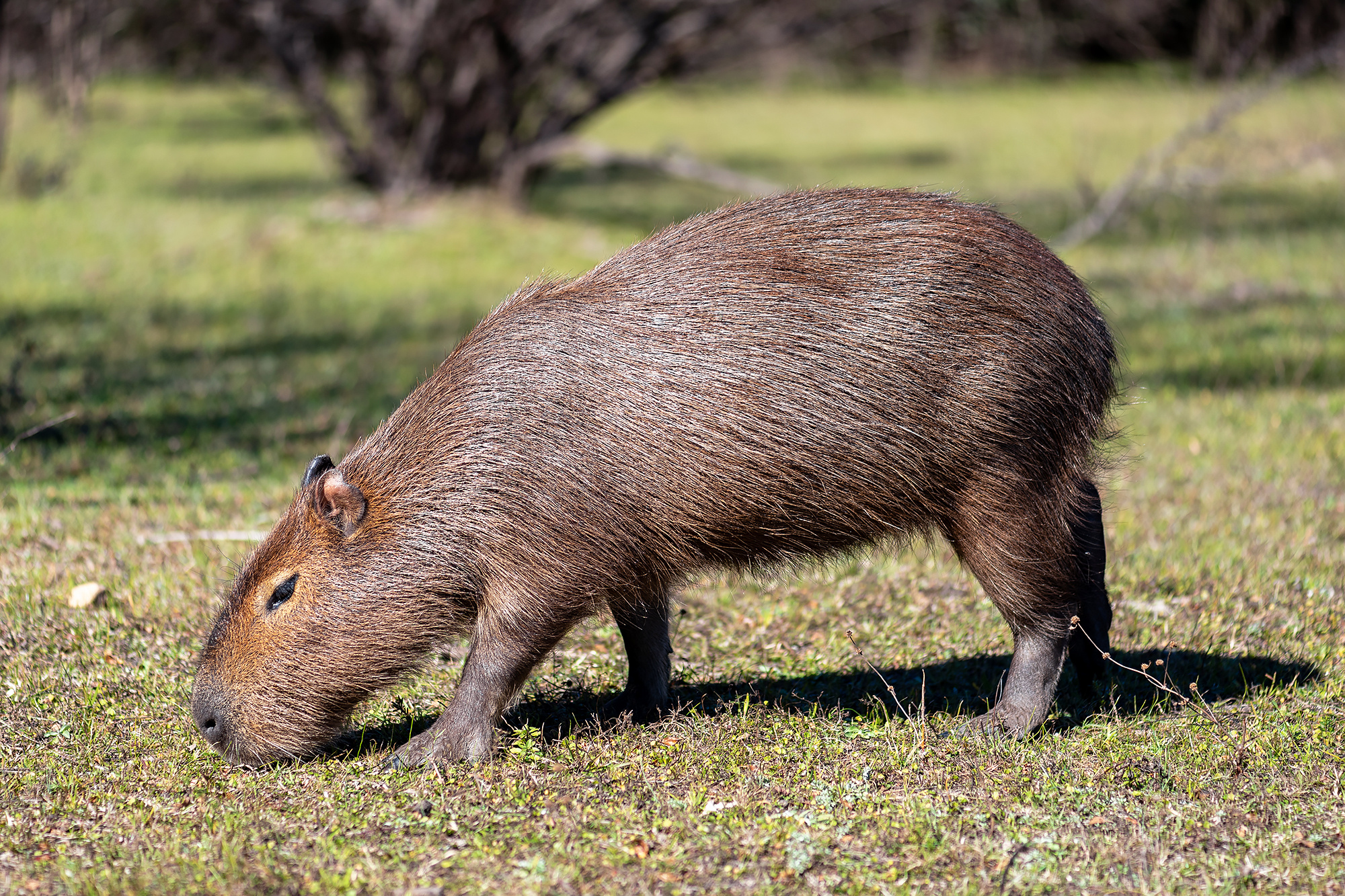 Capybara, Lent food, Friday meals, Ok to eat, 2000x1340 HD Desktop