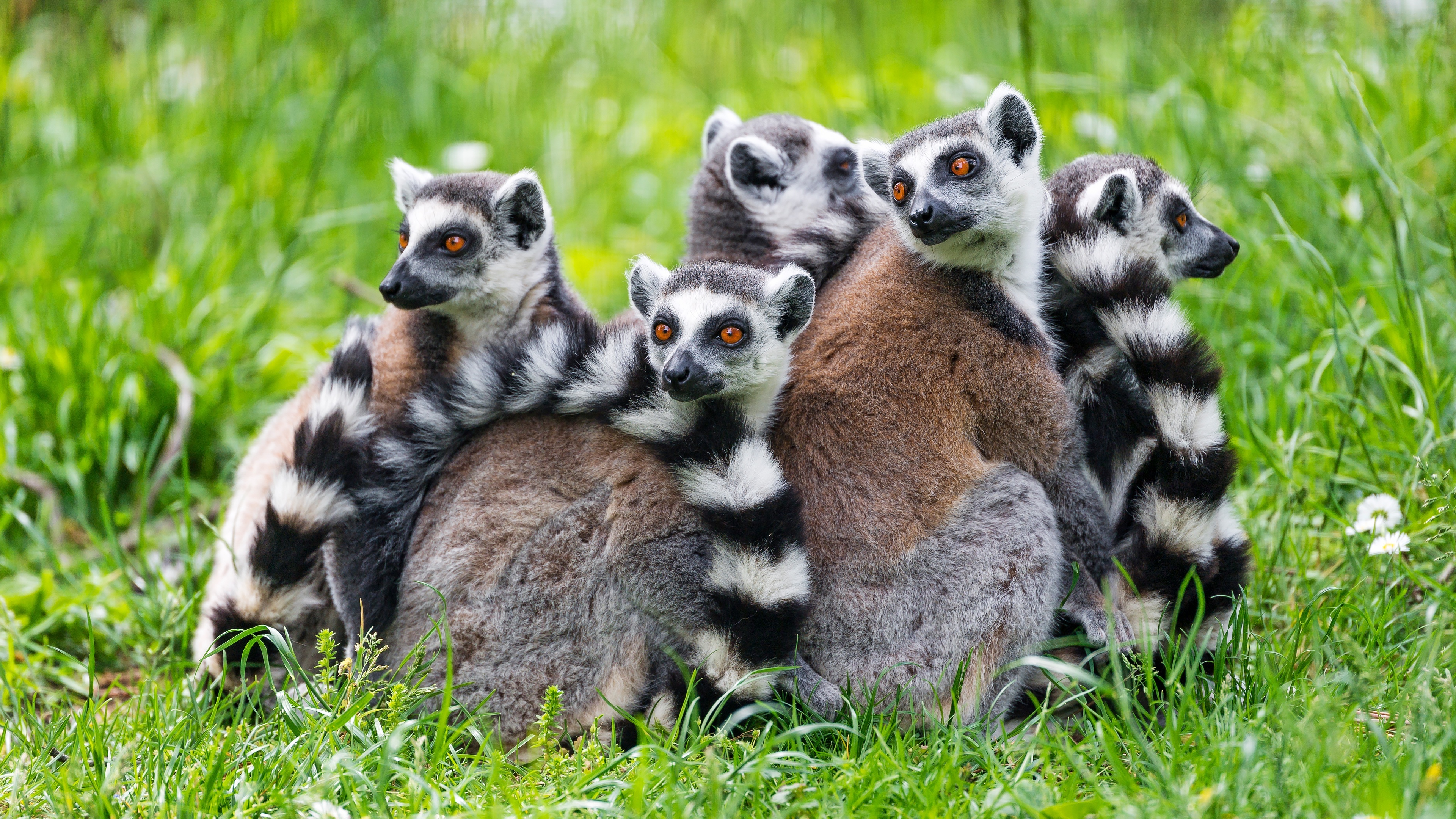 Lemur 4K ultra HD wallpaper, Wildlife appreciation, Primate beauty, Nature's marvels, 3840x2160 4K Desktop