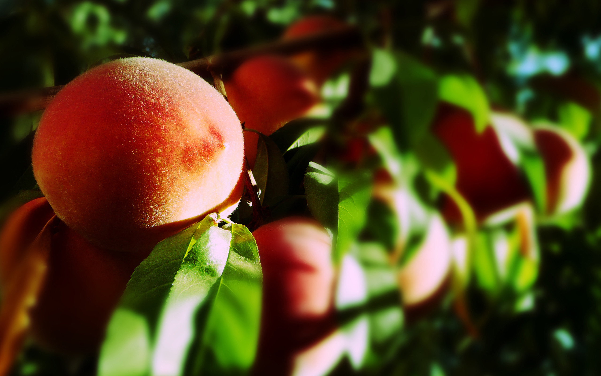 Peach: A deciduous tree or shrub in the family Rosaceae grown for its edible fruit of the same name. 2560x1600 HD Background.