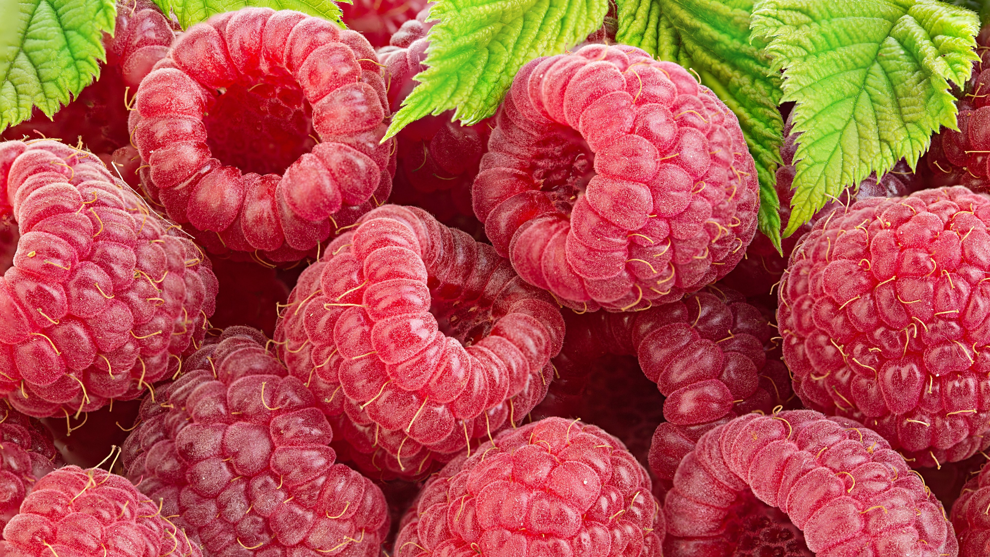 Raspberries, Close up, Painting, Fruits, 3840x2160 4K Desktop