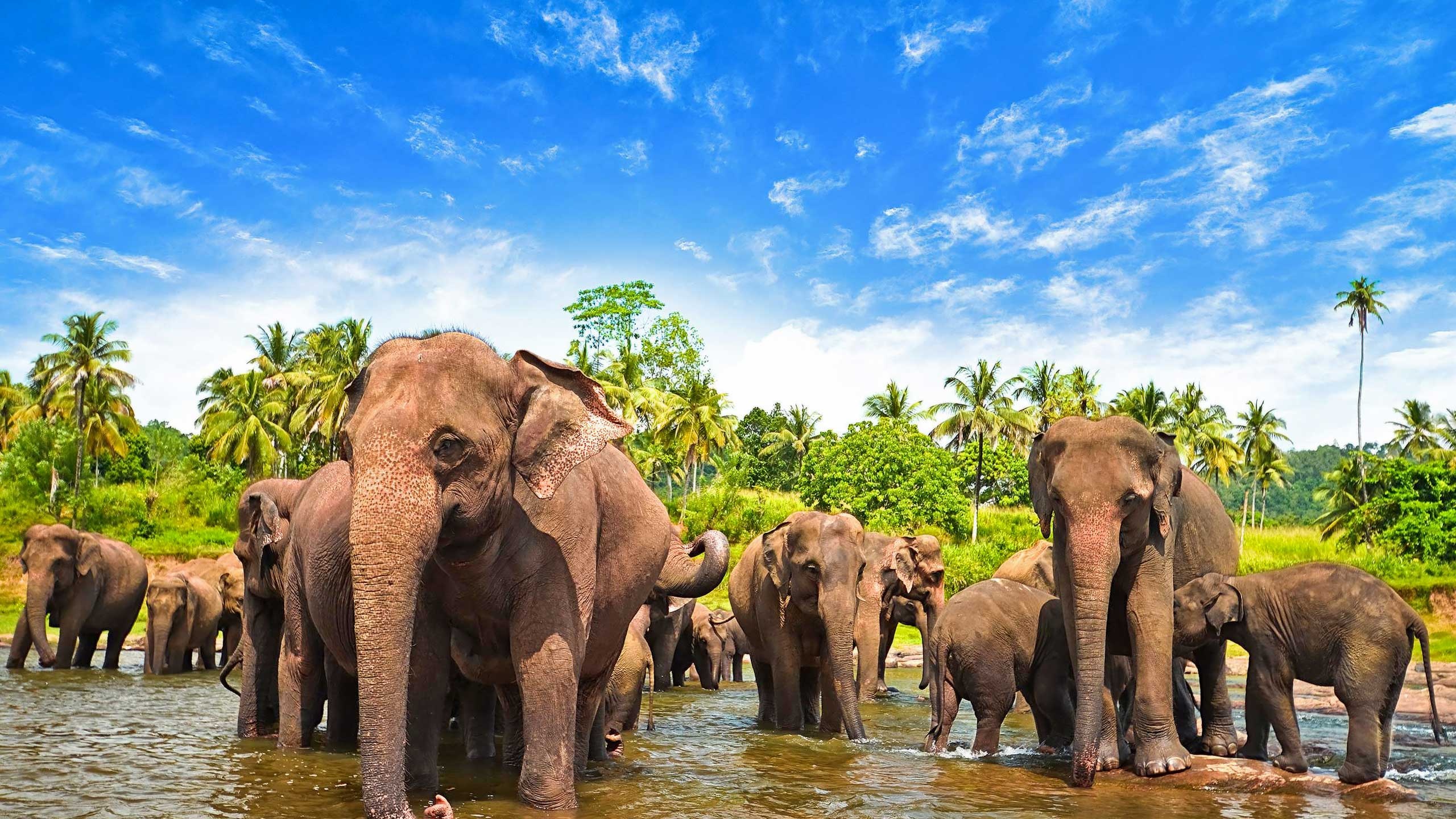 Sri Lanka elephant wallpapers, Top free, 2560x1440 HD Desktop