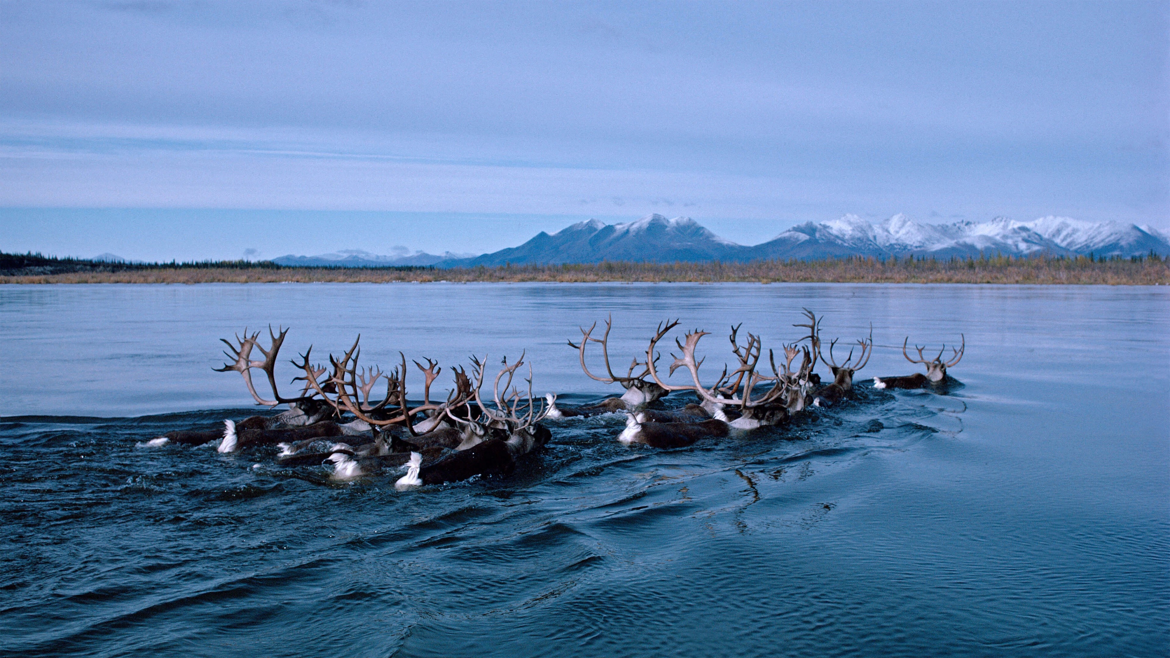Alaska travels, Deer in Alaska, Kobuk River, Captivating photo, 3840x2160 4K Desktop