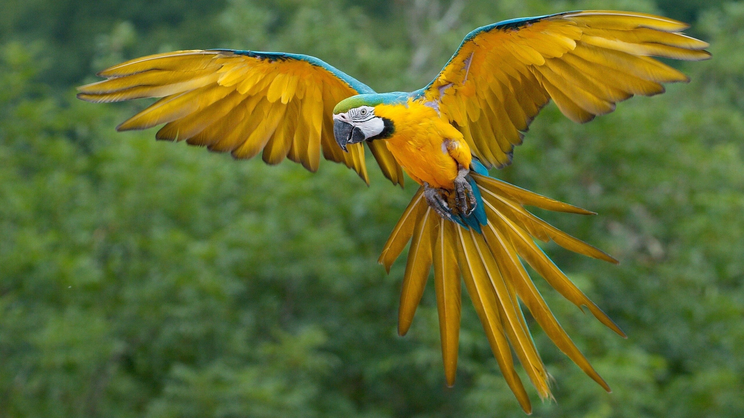 Parrot: The subfamily Arinae encompasses all the neotropical species, including the amazons, macaws, and conures. 2560x1440 HD Background.