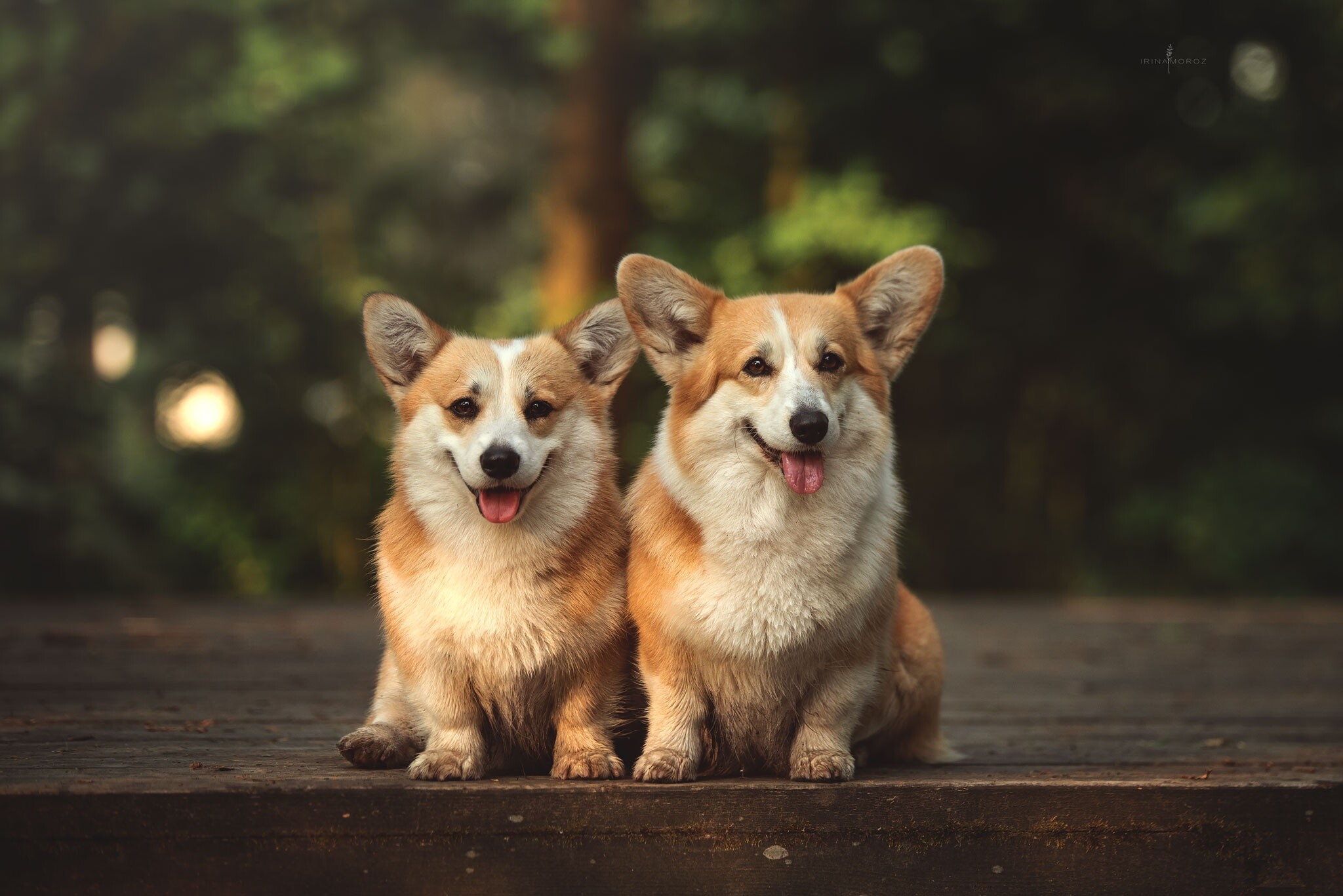 Corgi: The breed's coat are water-resistant and shed on average twice a year. 2050x1370 HD Background.