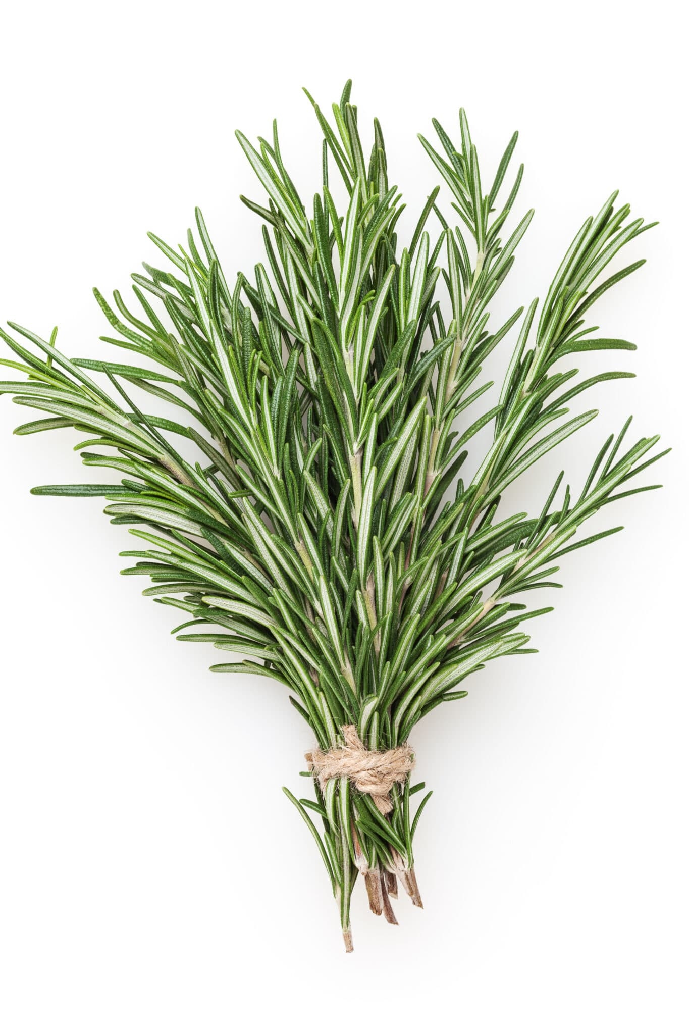Harvest and use, Rosemary plants, How to grow, Rosemary, 1370x2050 HD Phone