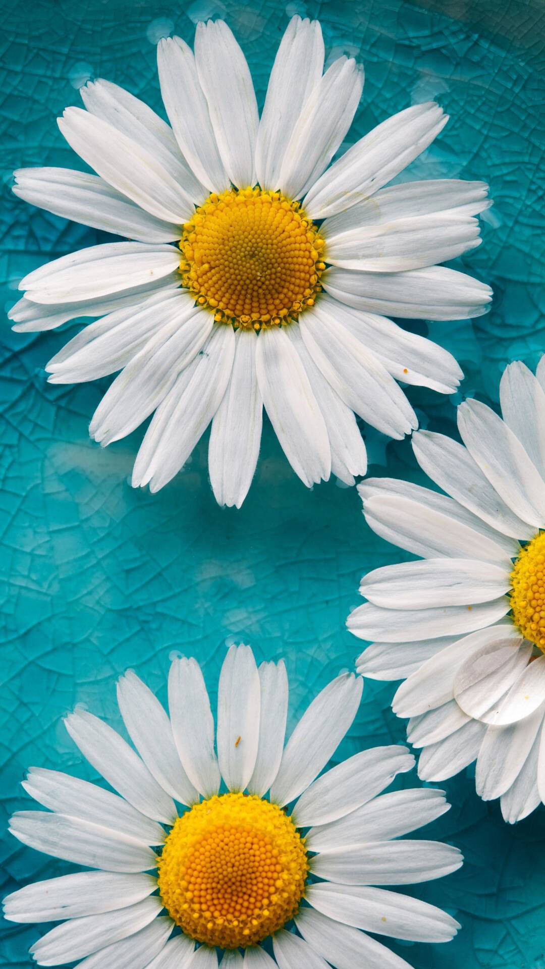 Daisy: Bright, cheerful, and easy to grow, the flowers are readily identifiable and are a mainstay of cottage gardens and classic perennial borders alike. 1080x1920 Full HD Background.