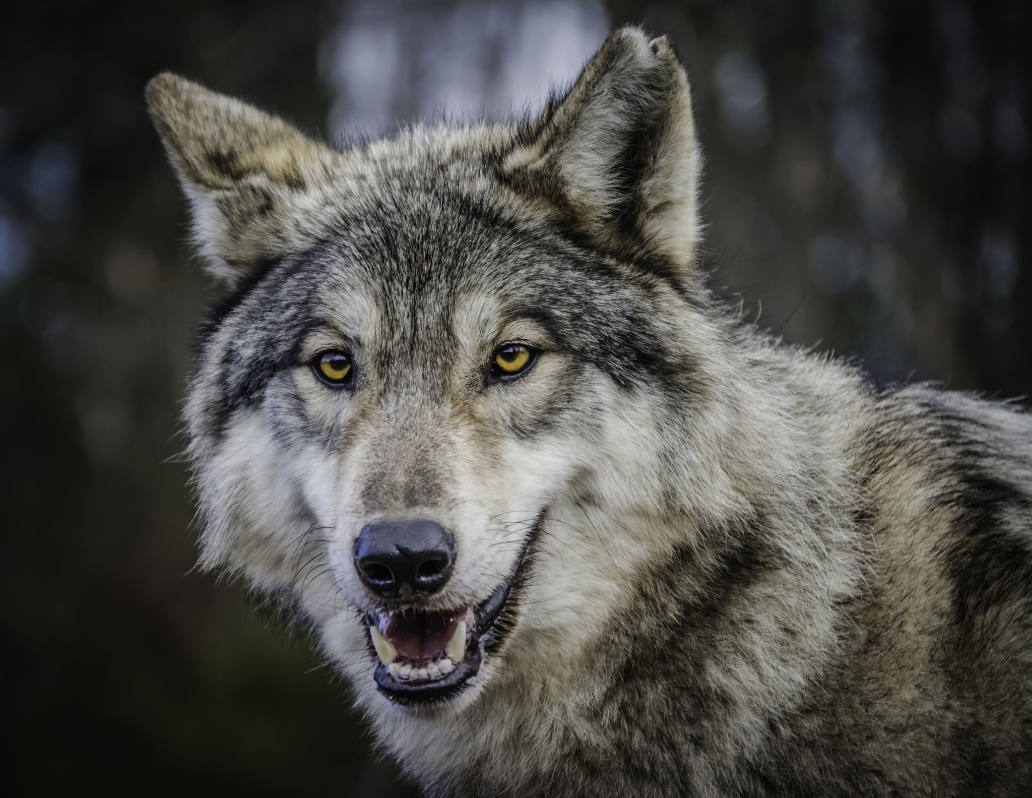 Gray Wolf: Canis lupus, Breeding season: January through April, Maintaining pack territories. 2050x1590 HD Background.