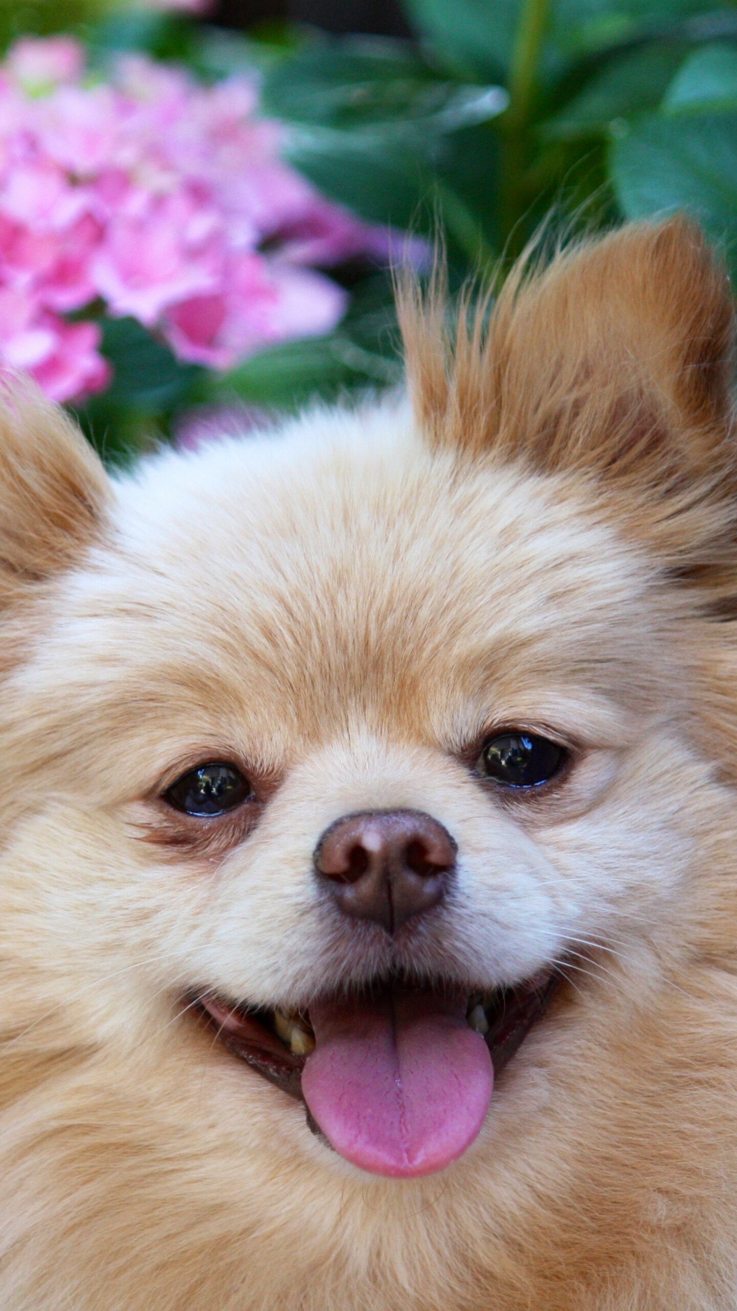 Pomeranian, Flower photo, Beautiful dog, 1440x2560 HD Phone