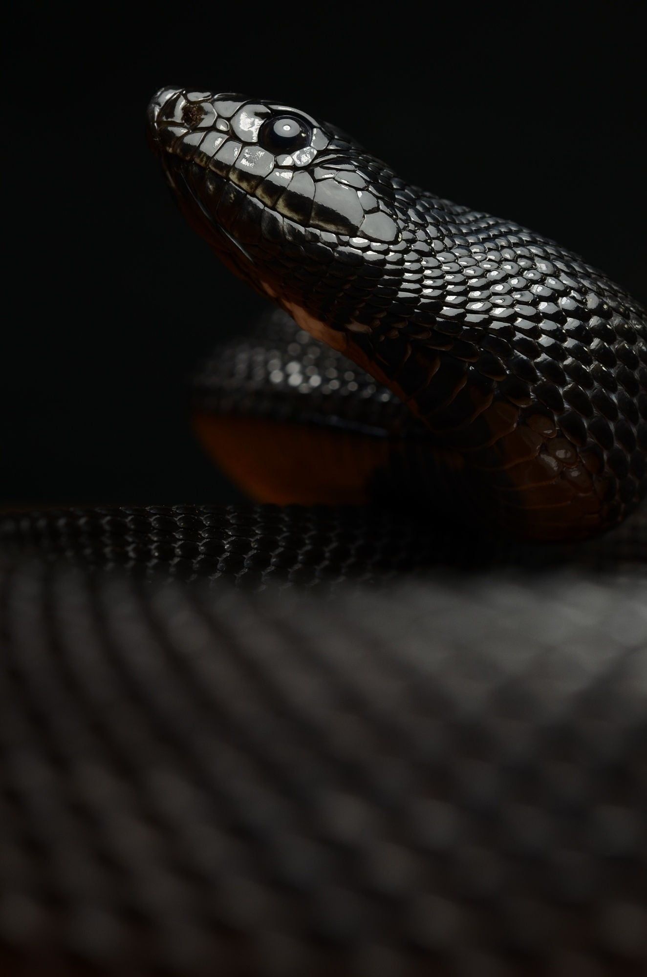 Serpent's slither, Sleek predator, Intriguing background, Sinister beauty, 1330x2000 HD Handy