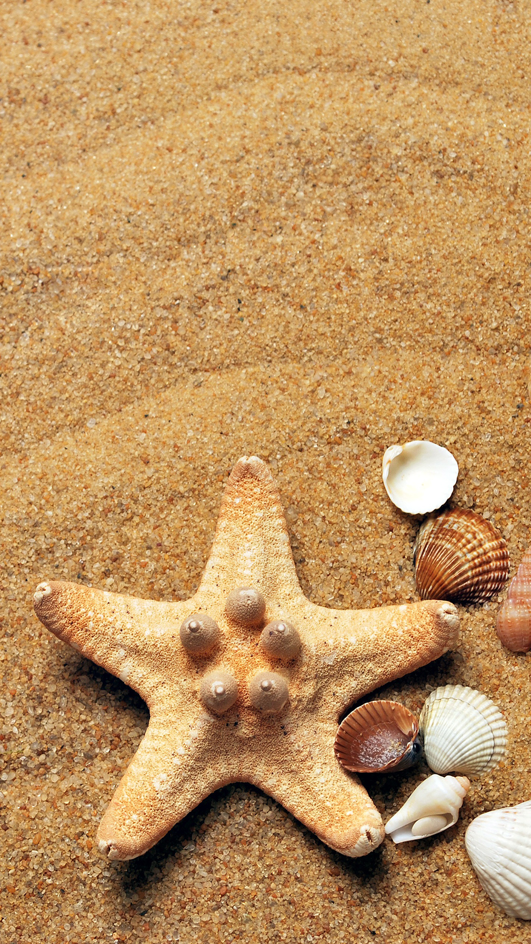 Sea Shell: The outer protective layer of a sea creature, Starfish. 1080x1920 Full HD Background.