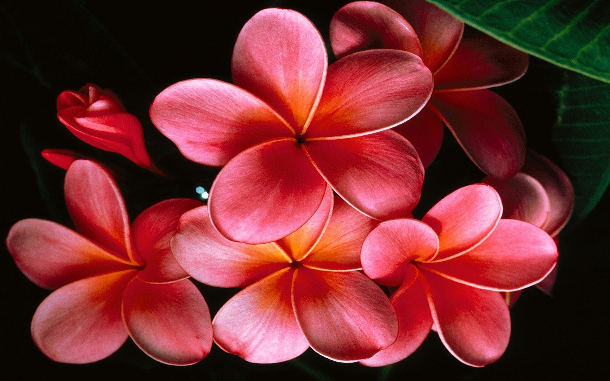 Hawaiian flower, Pink plumeria, 2560x1600 HD Desktop