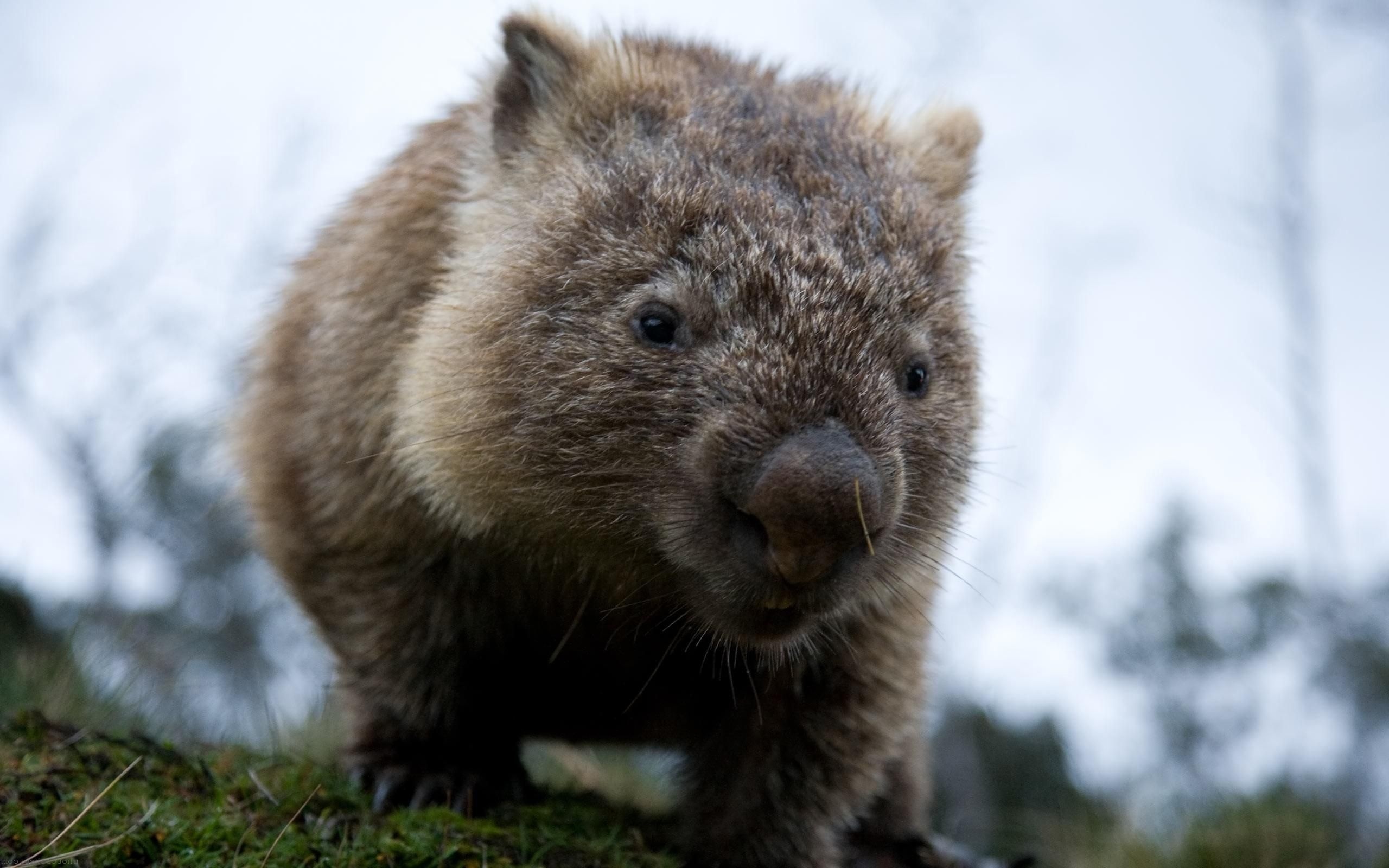 Wombat wallpapers, Cute animal backgrounds, Free download, 2560x1600 HD Desktop