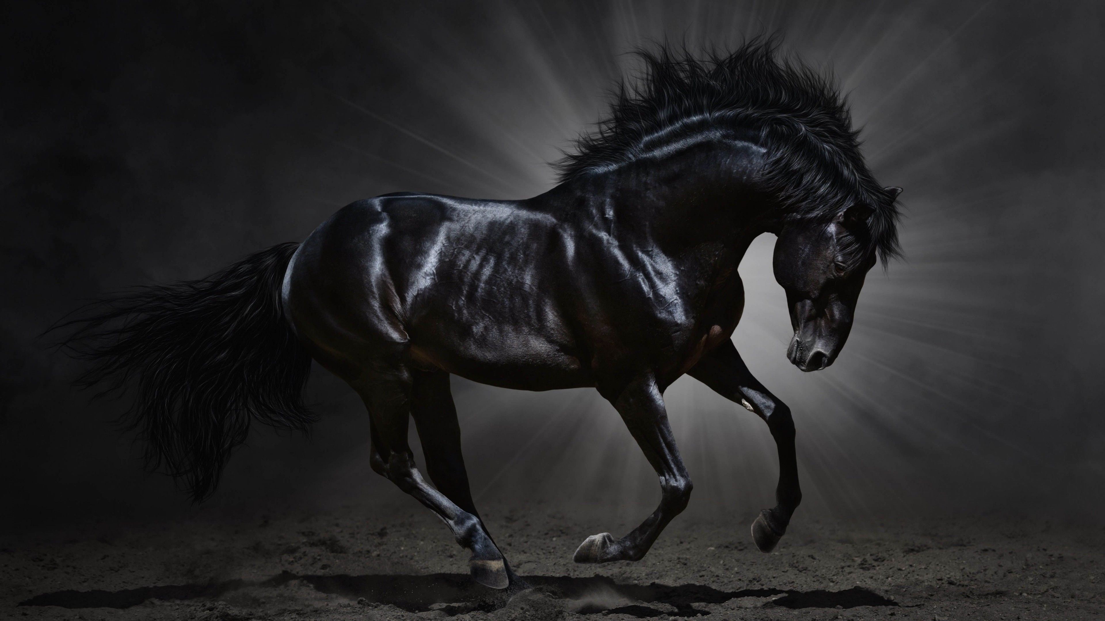 Horse wallpaper, Beauty untamed, Majestic horses, Grace and power, 3840x2160 4K Desktop