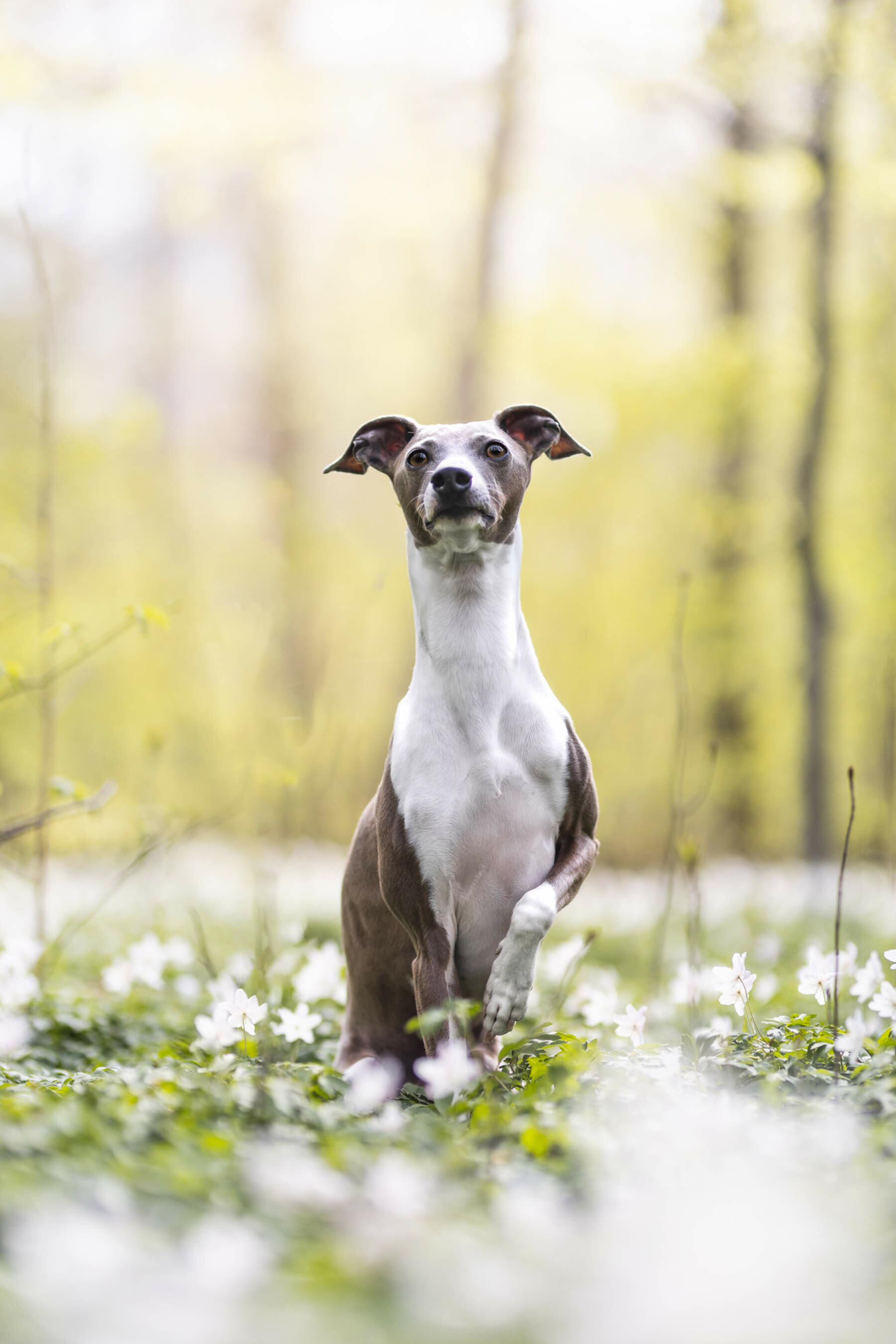 Whippet Dog: They are a popular companion breed frequently used in amateur racing and lure coursing. 1800x2700 HD Background.