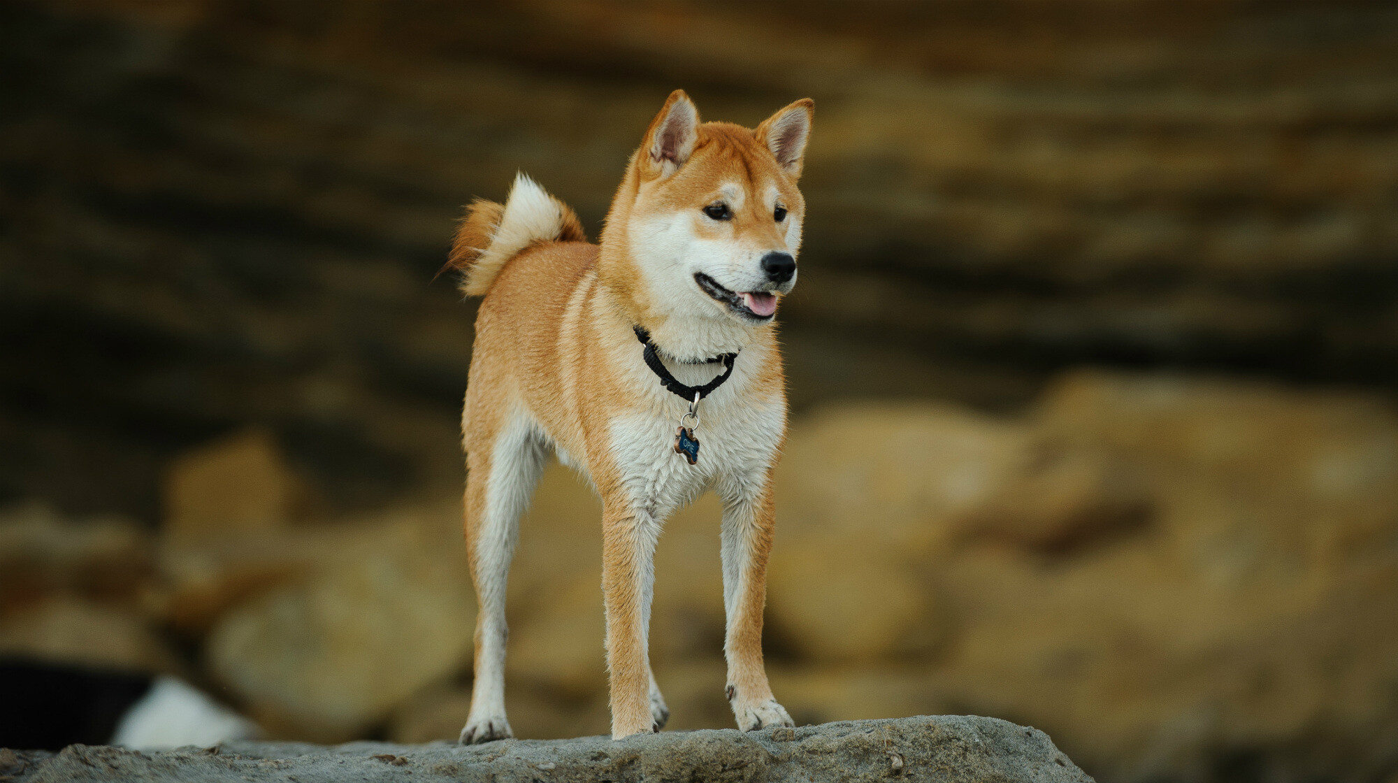 Shiba Inu: An armed service family brought the first dog of the breed to the United States in 1954. 2000x1120 HD Wallpaper.