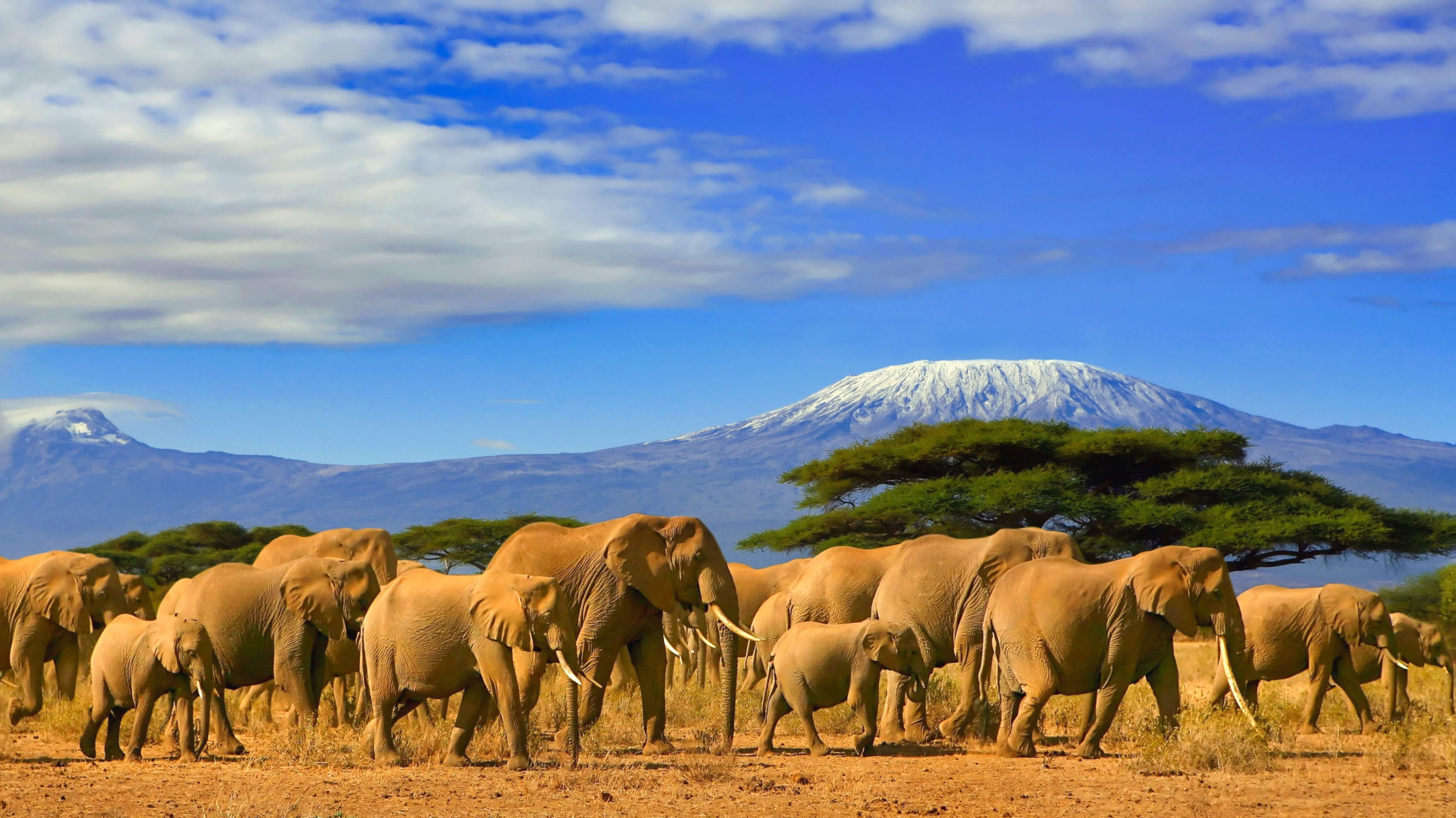 Tanzania, Vibrant culture, Wildlife safari, Serengeti plains, 2510x1410 HD Desktop