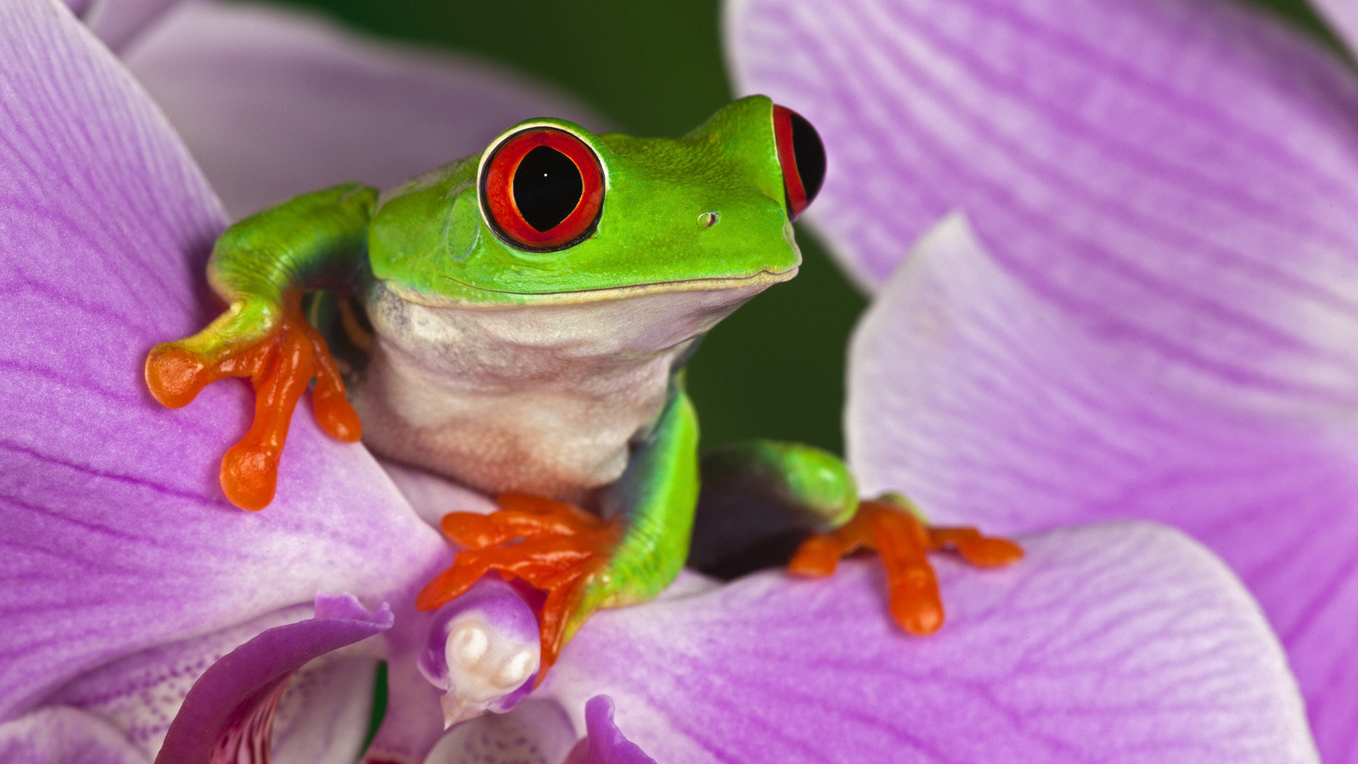 Red-eyed tree frog wallpapers, Full HD 1080p, Desktop backgrounds, Animal photography, 1920x1080 Full HD Desktop