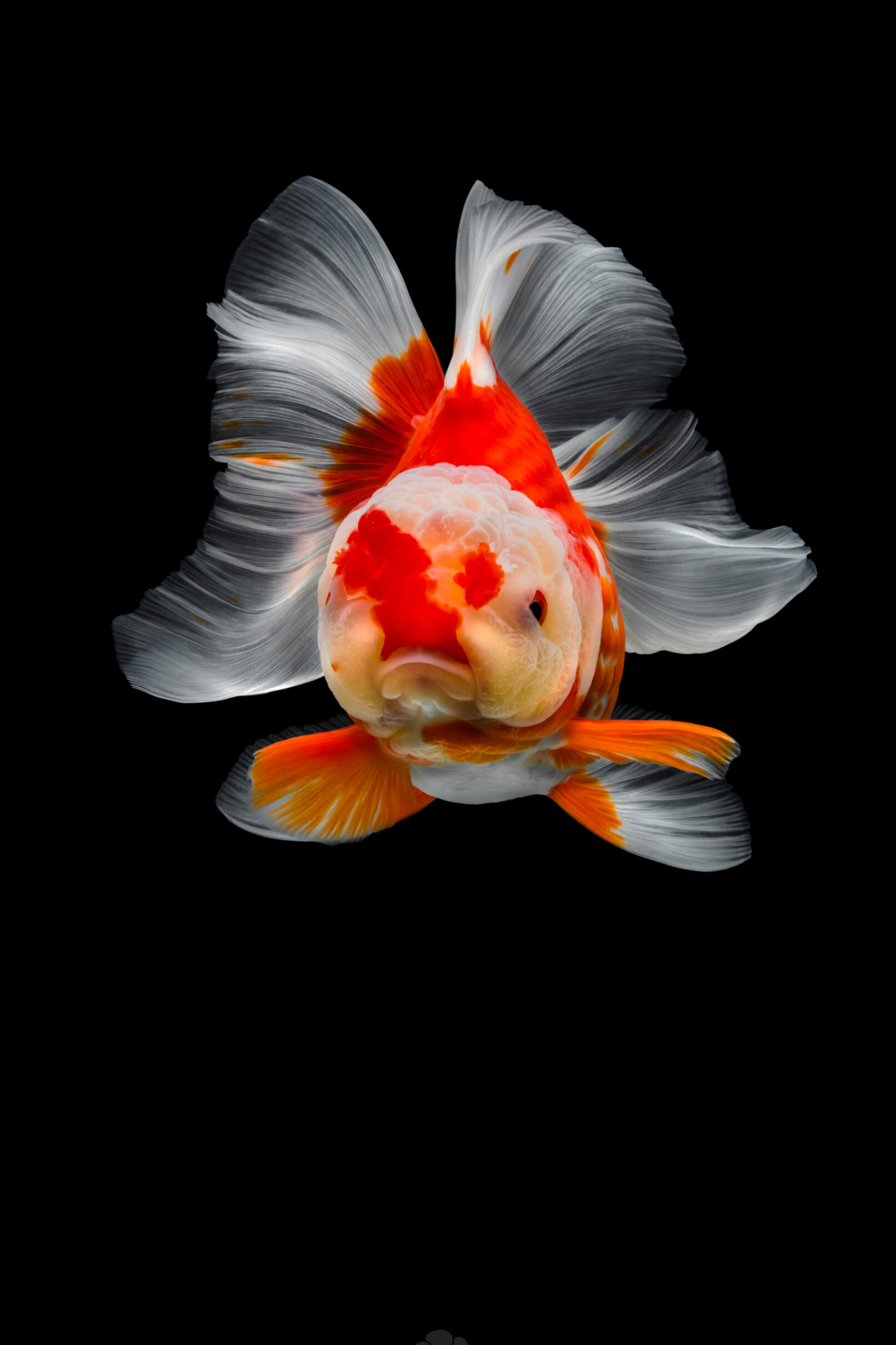 Gold Fish: Brightly-colored fish species, A type of Chinese carp, Carassius auratus, Pet. 2000x3000 HD Background.