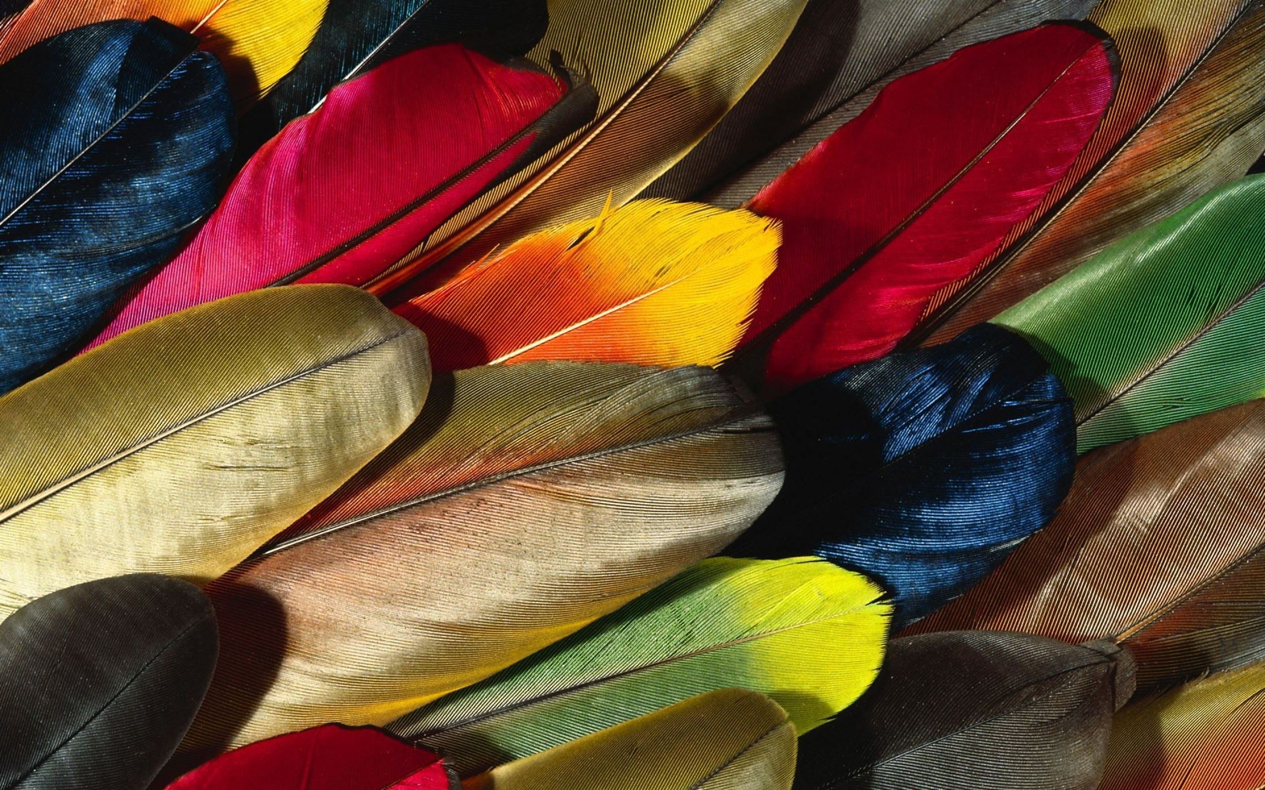 Feather: Come in a surprising diversity of colors and forms. 2560x1600 HD Background.