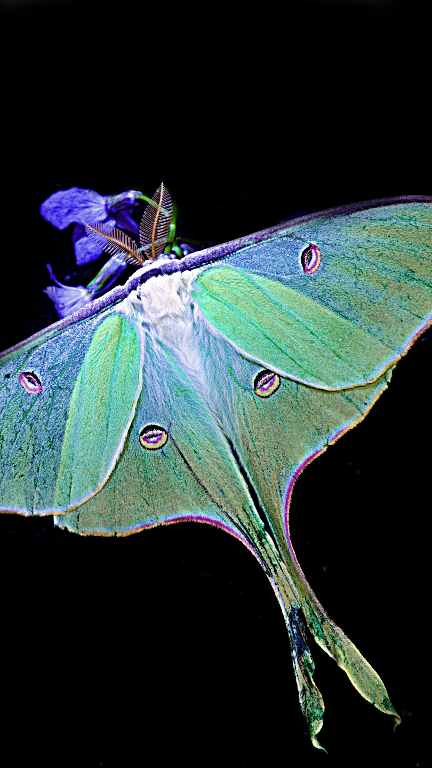 Elegant luna moth, Enchanting wallpaper, Widescreen beauty, Desktop-worthy, 1440x2560 HD Handy