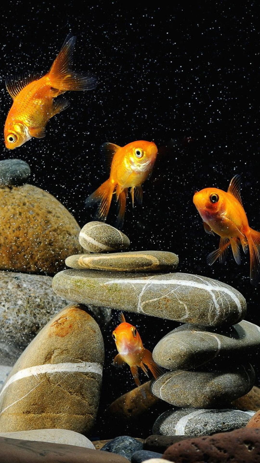 Gold Fish: Koi, An attractive nature style aquarium, Stones, Carp family, Underwater world. 1080x1920 Full HD Background.
