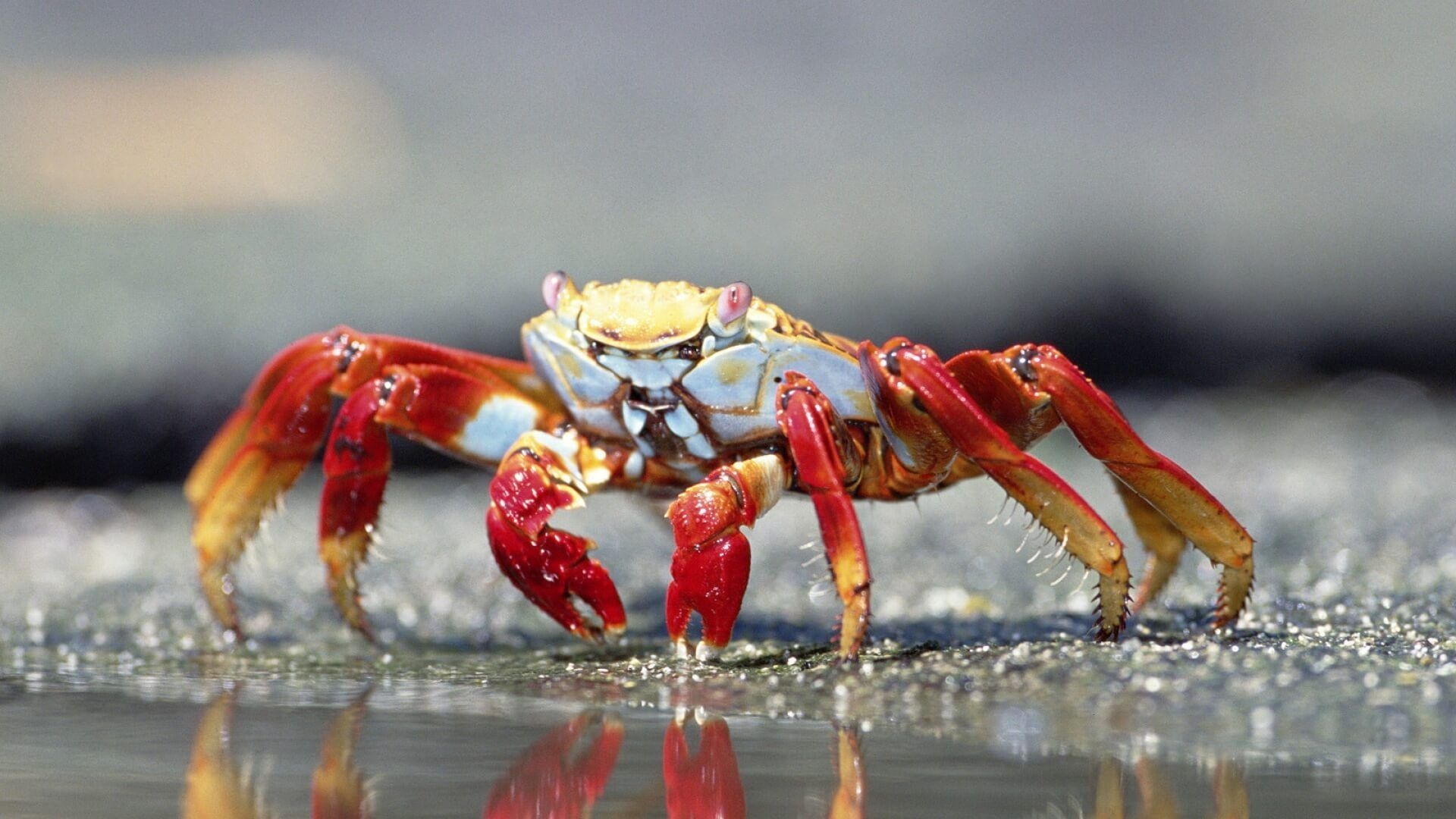 Crab: Have modified appendages called maxillipeds that are used for feeding. 1920x1080 Full HD Wallpaper.
