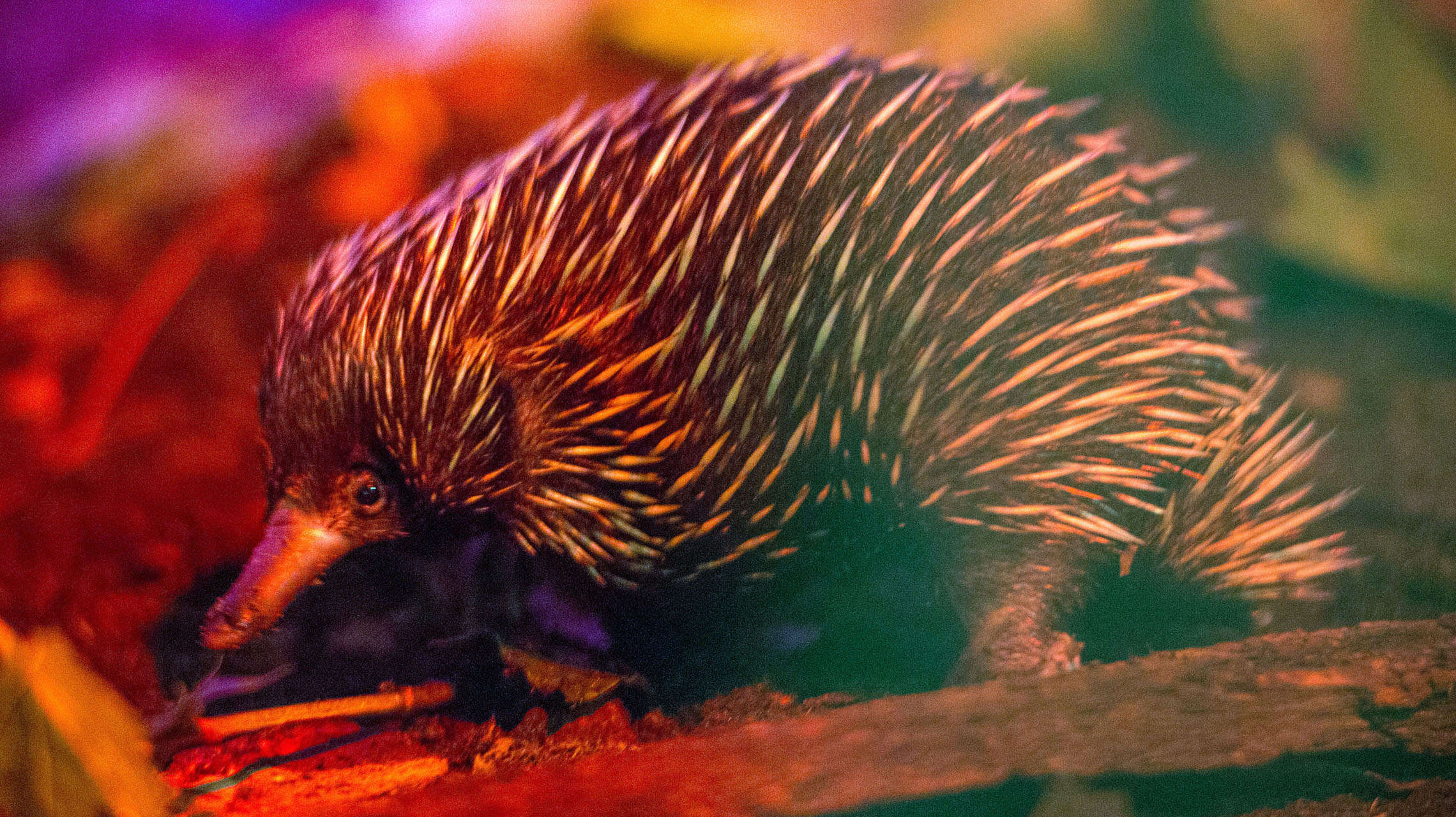 Four-headed echidna, Mating biology, Monotreme anatomy, Syfy Wire article, 2280x1280 HD Desktop
