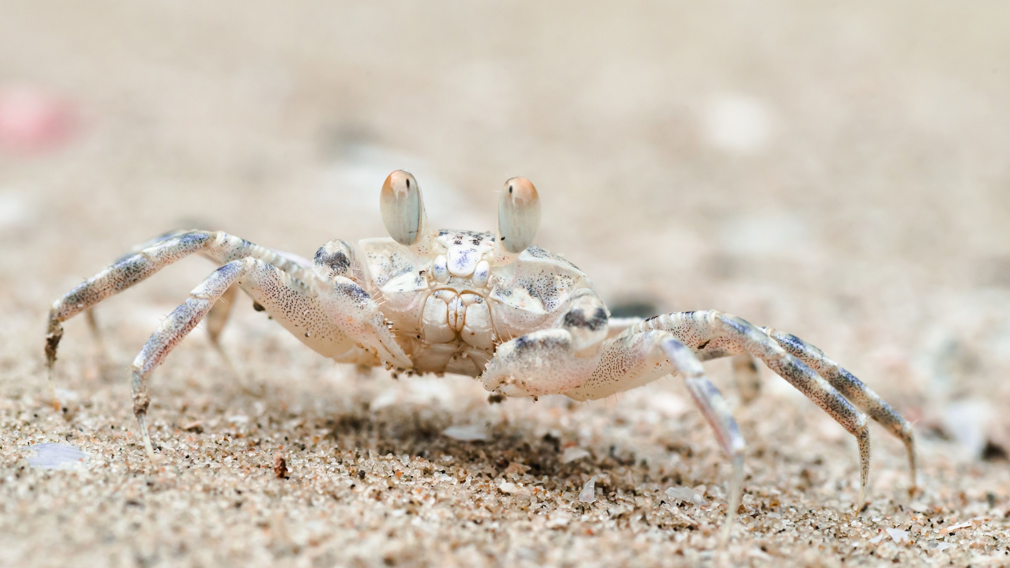 Crab: Beach, Heavily armoured shell-breakers. 3840x2160 4K Background.