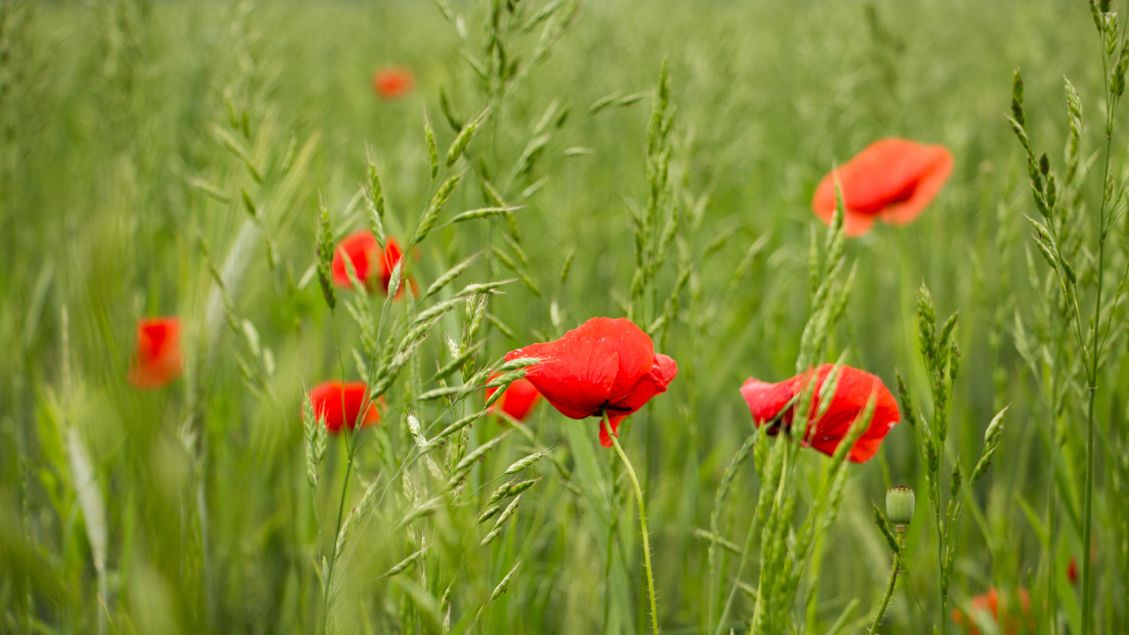 Flower Field: Poppies, Meadow, Grassland. 3840x2160 4K Wallpaper.