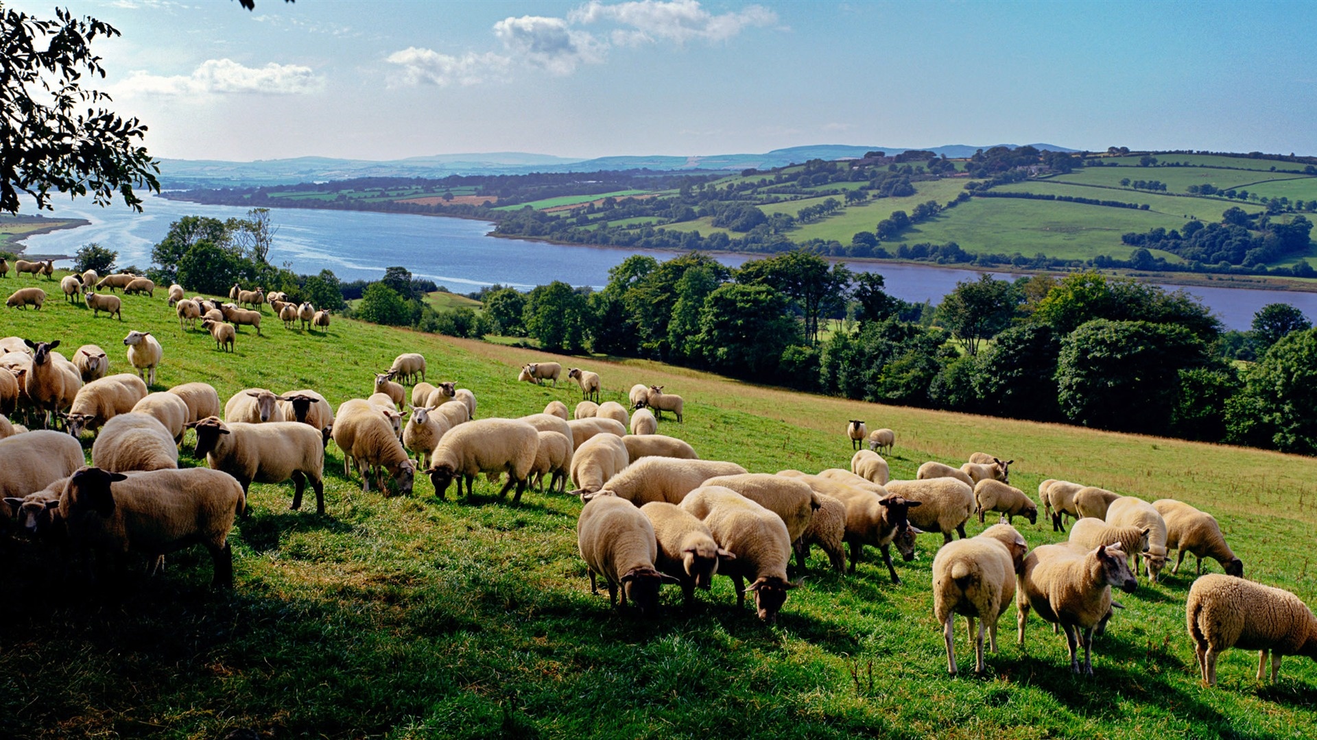 Sheep in grassland, Lush greenery, Natural habitat, Pastoral scenery, 1920x1080 Full HD Desktop