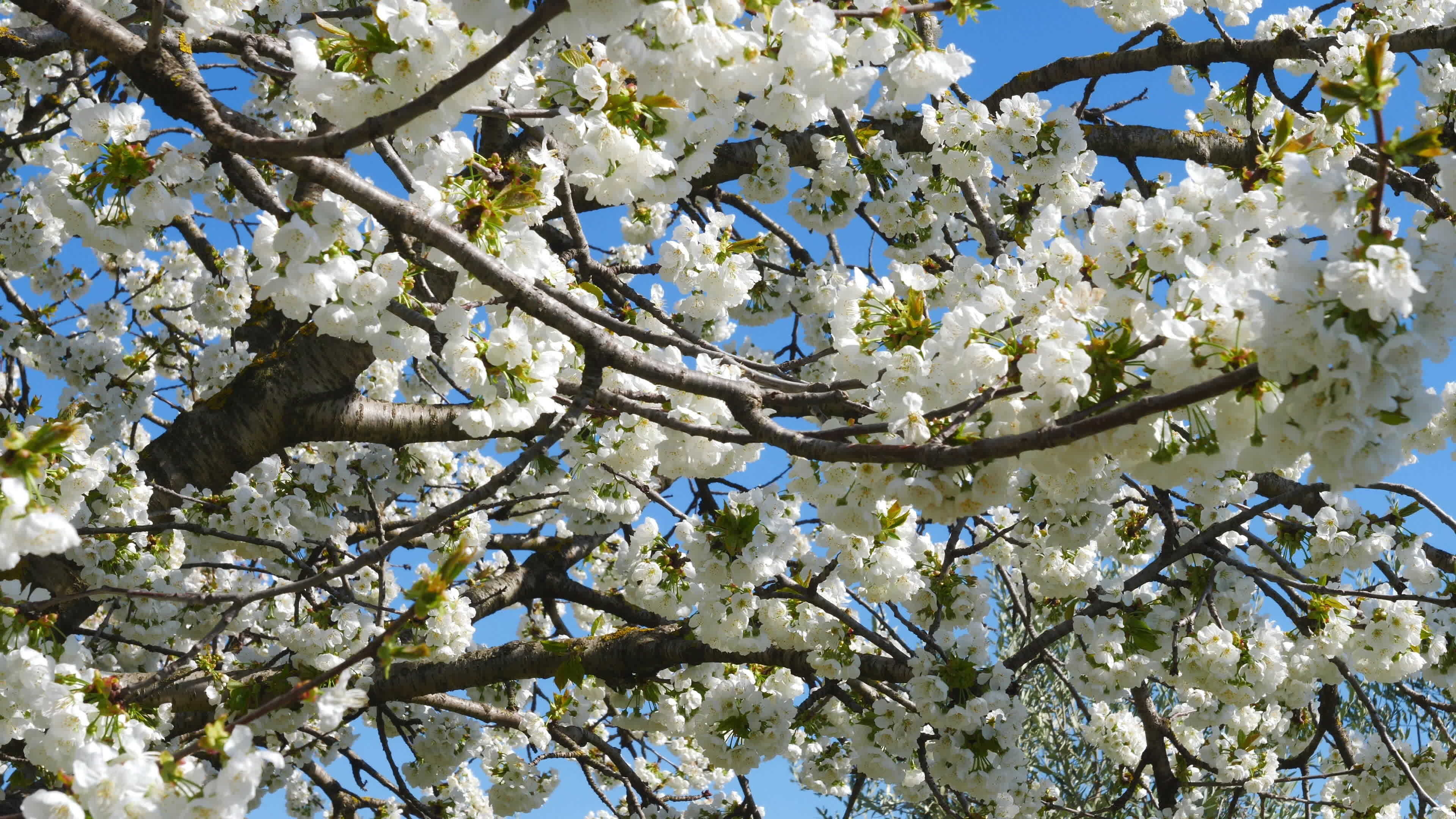 Apple tree flowers blossoming, Close-up view, Stock video, Nature's marvel, 3840x2160 4K Desktop
