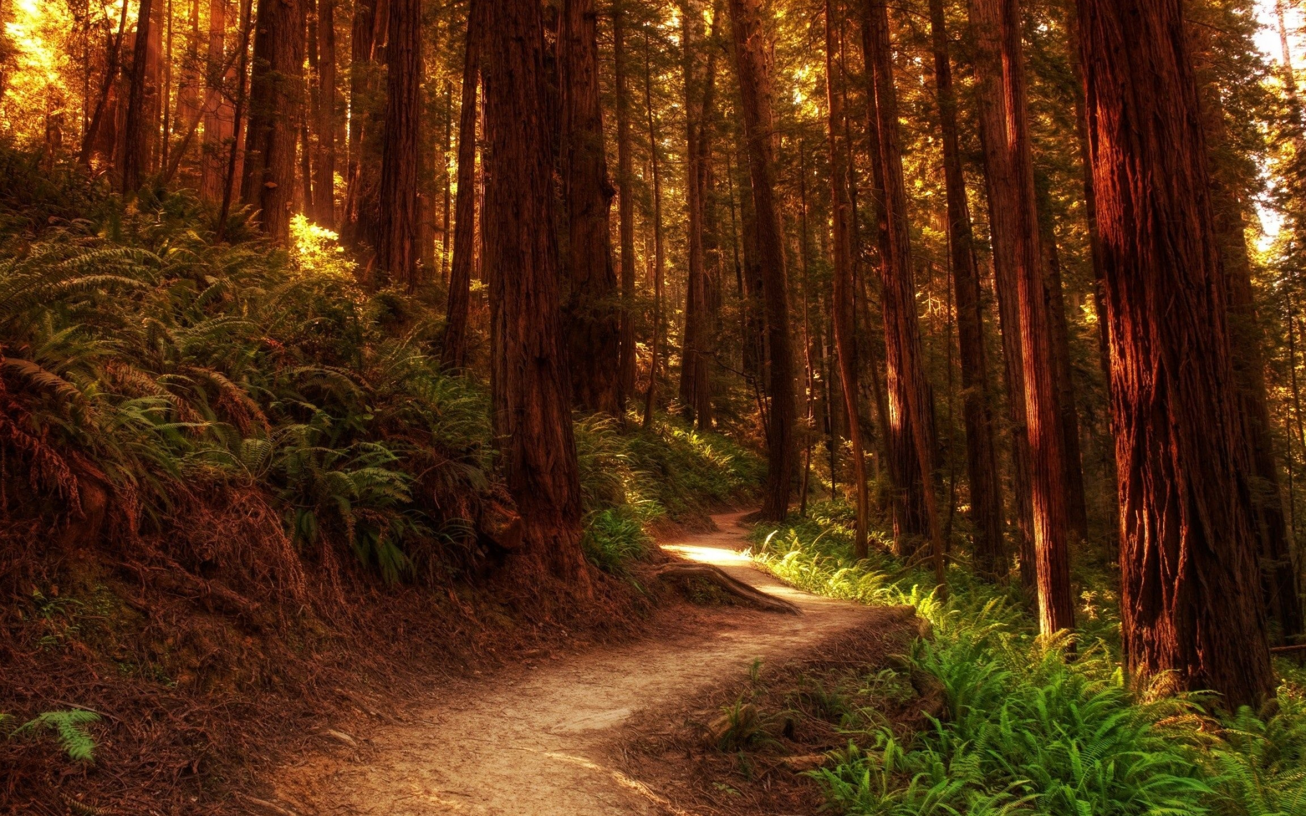 Enchanting redwoods, Vibrant nature, Tranquil forest, Towering trees, 2560x1600 HD Desktop