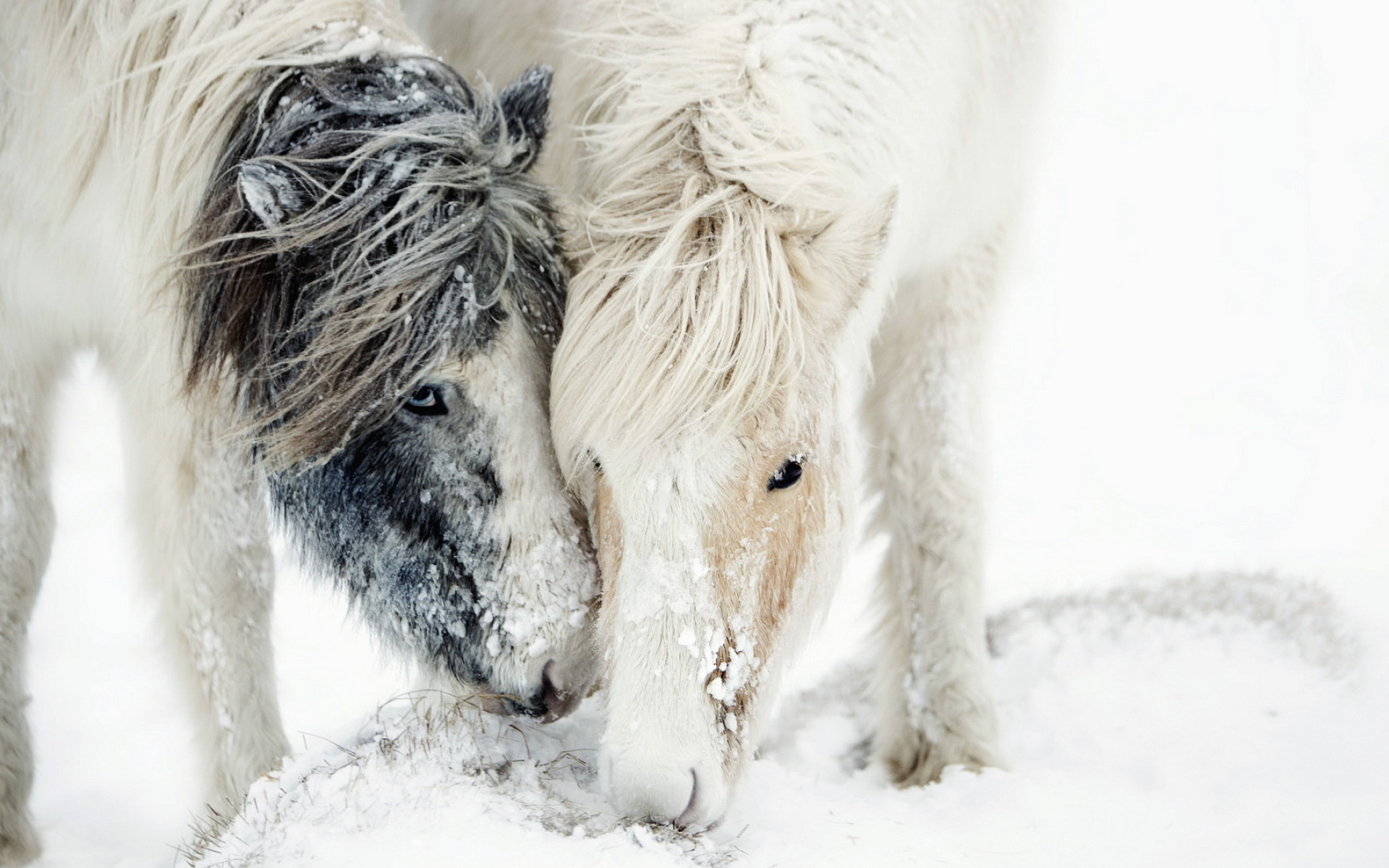 Horses in the snow, Beautiful horse wallpapers, Winter landscapes, Elegant animals, 1920x1200 HD Desktop