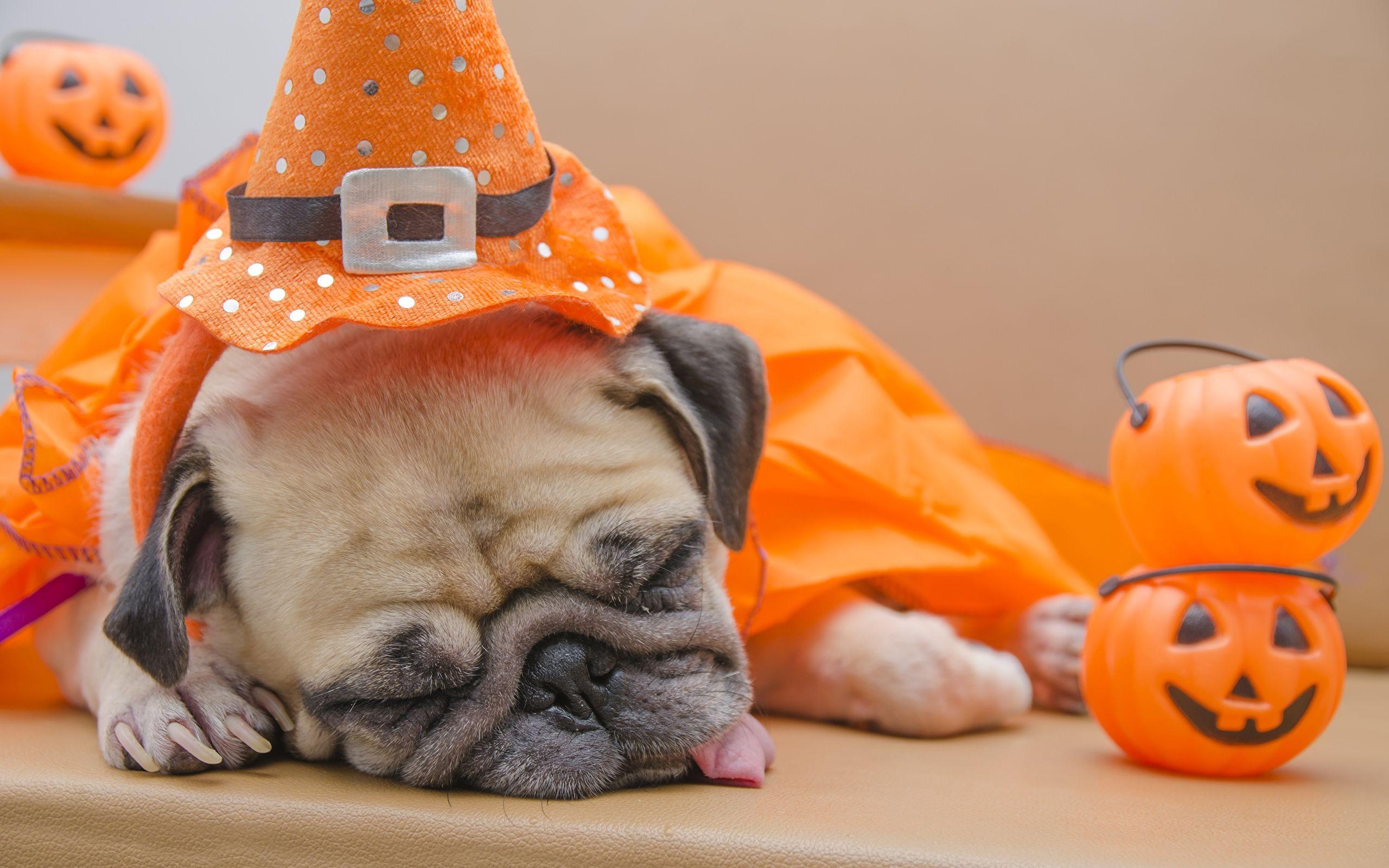 Halloween Pets, Cute dog costumes, Spooky celebration, Festive fun, 2560x1600 HD Desktop