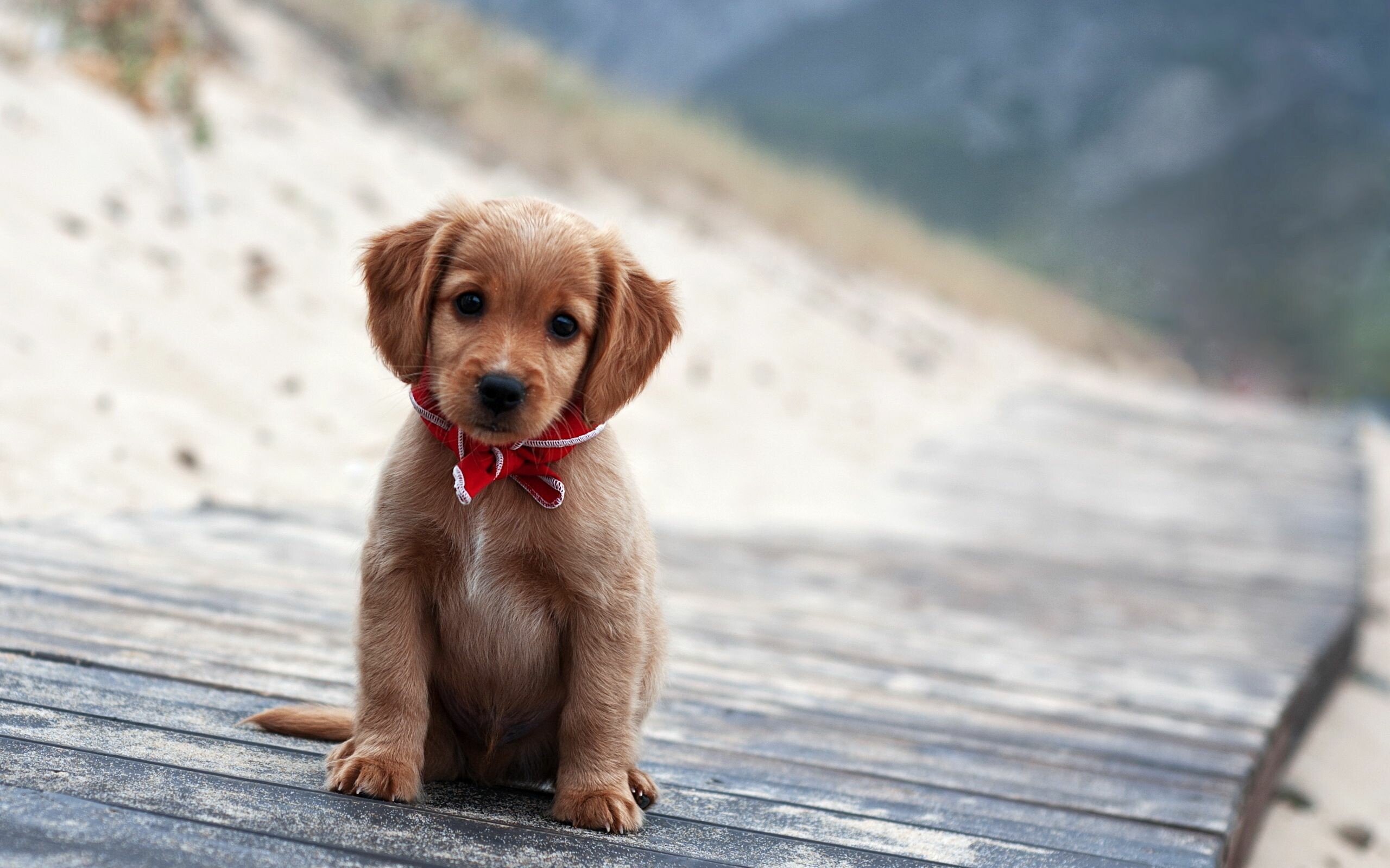 Dog: Puppy, A domesticated canine mammal. 2560x1600 HD Background.