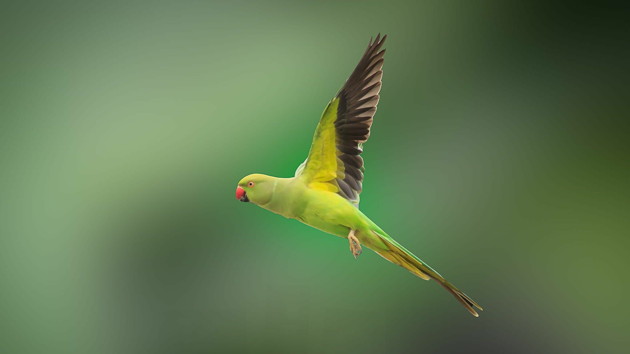 Parrot: Bird, All species have curved beaks and strong legs that end with four toes. 2050x1160 HD Wallpaper.