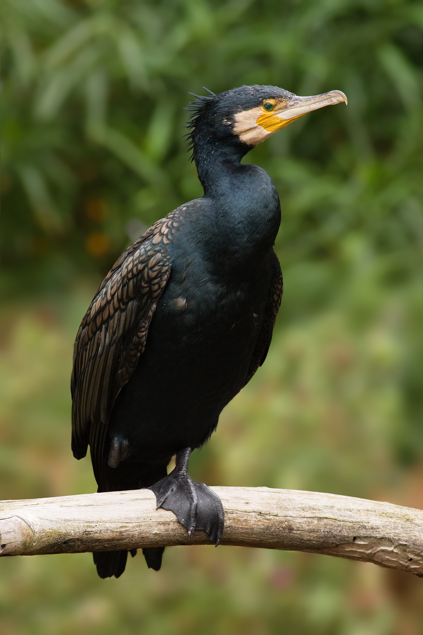 Cormorant captured by Ryan Simpson, Stunning photography, Expertly framed, Avian majesty, 1380x2070 HD Phone