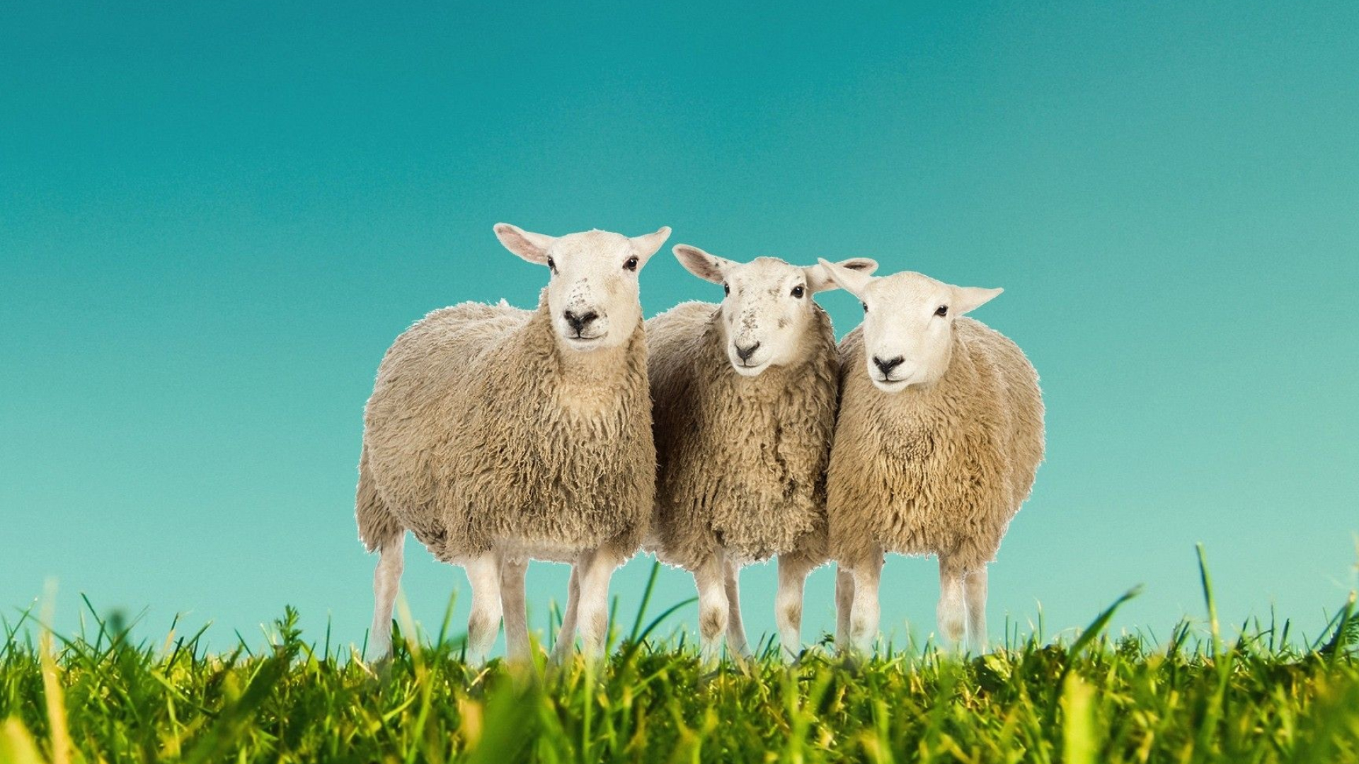 Sheep computer wallpapers, Stunning visual backgrounds, Perfect for desktops, High-quality images, 1920x1080 Full HD Desktop