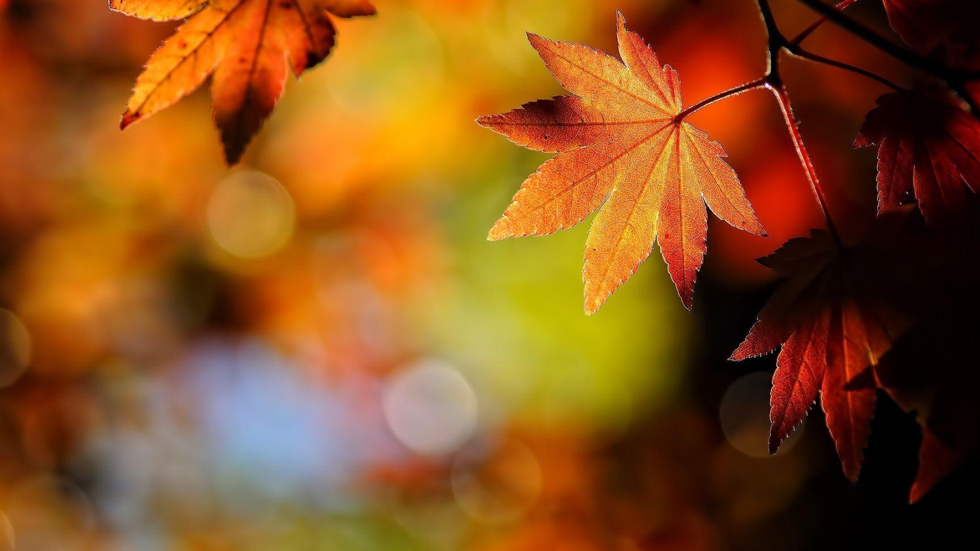 Autumn maple leaves, Nature's beauty, Backgrounds, Wallpaper, 1920x1080 Full HD Desktop