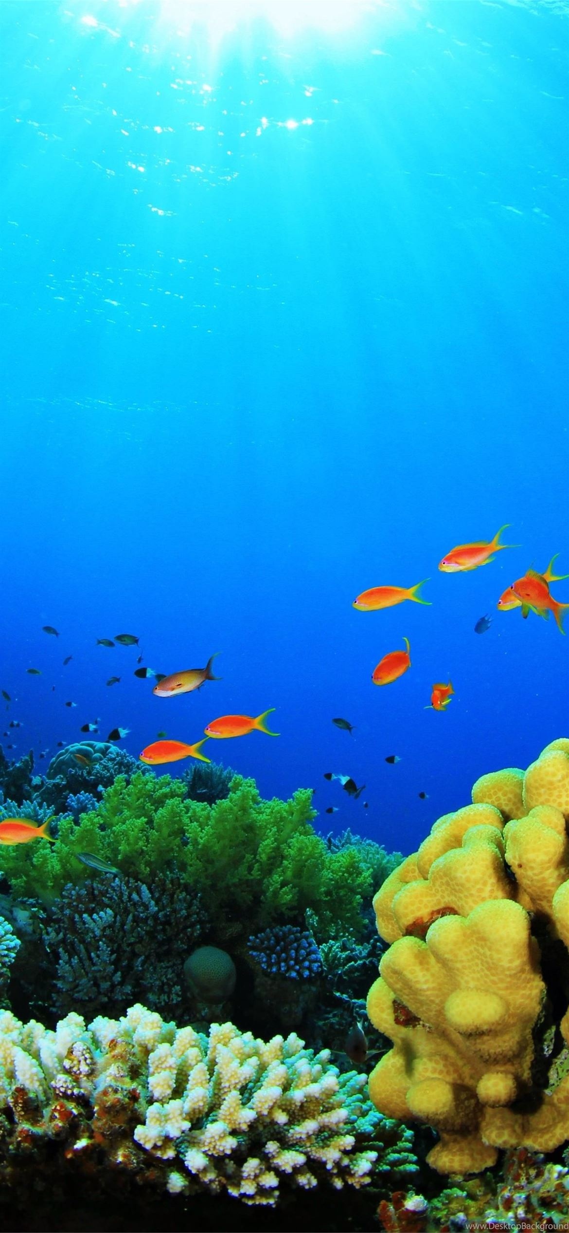 Aquarium, Fish aquarium desktop background, Colorful fish, Tranquil environment, Serene beauty, 1170x2540 HD Handy