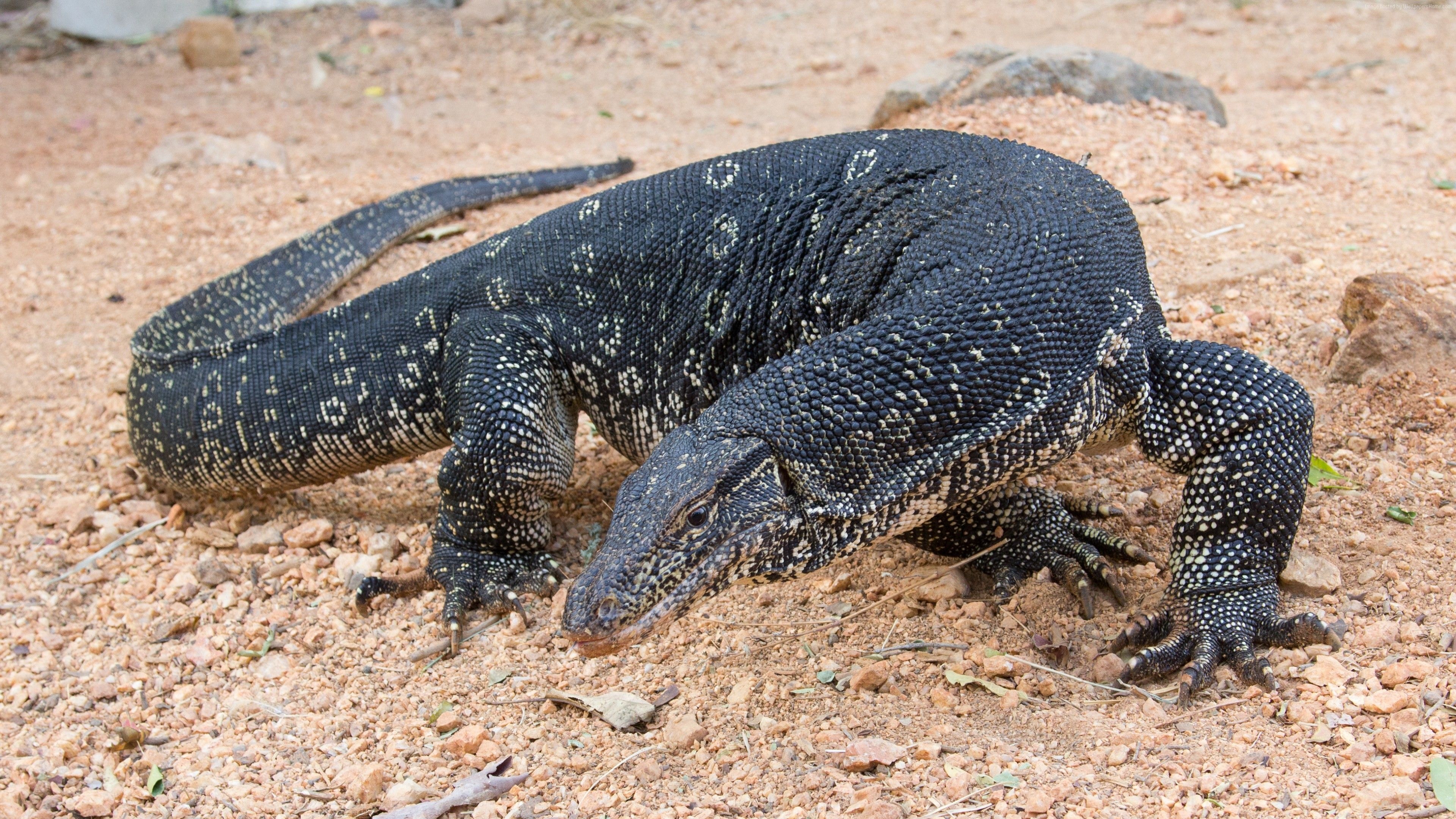 Comodo dragon, South Asian lizard, Nature tourism, Fascinating wildlife, 3840x2160 4K Desktop