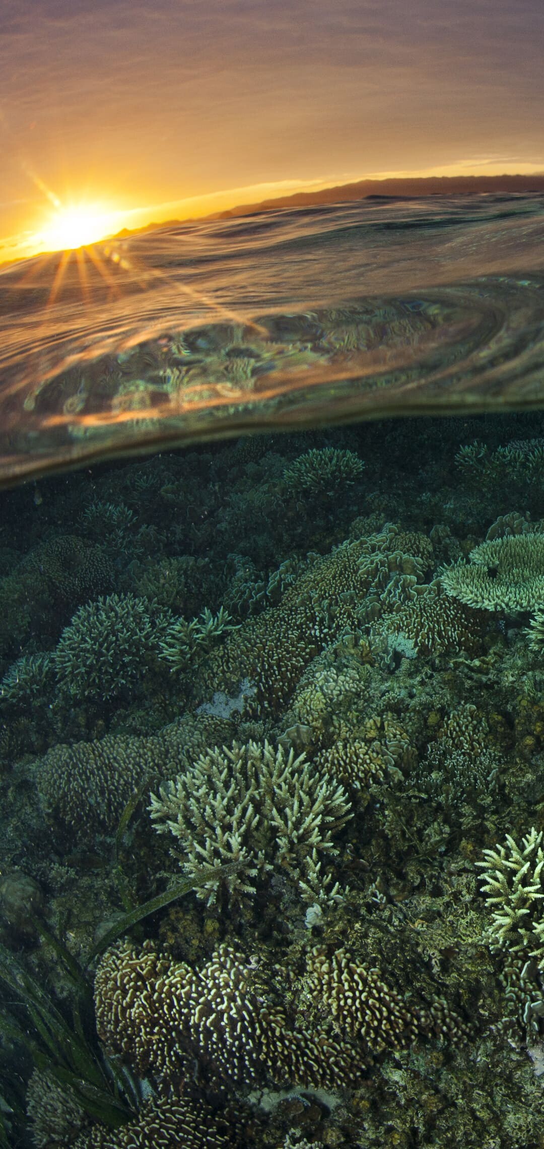 Coral Reef: Sponges live in crevices in the reefs, They are efficient filter feeders, and in the Red Sea they consume about 60% of the phytoplankton that drifts by. 1080x2280 HD Background.