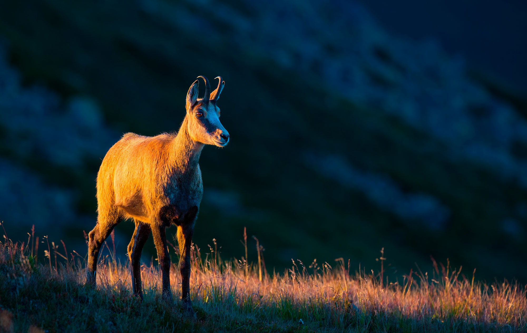 Andalusian chamois hunting, Thrilling adventures, Spanish wilderness, Pursuit of nature, 2000x1270 HD Desktop