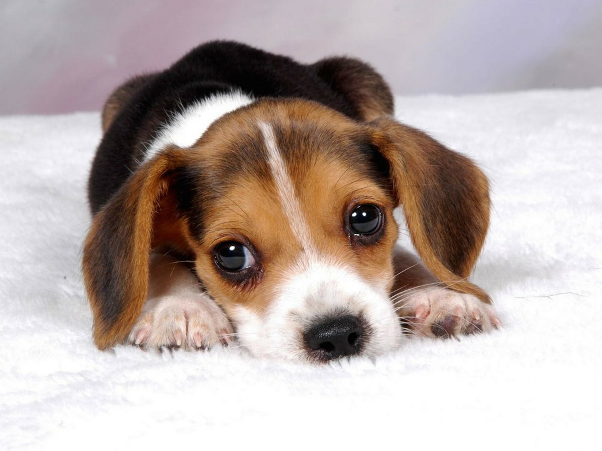 Puppy: The beagle, A breed of small scent hound. 2050x1540 HD Background.