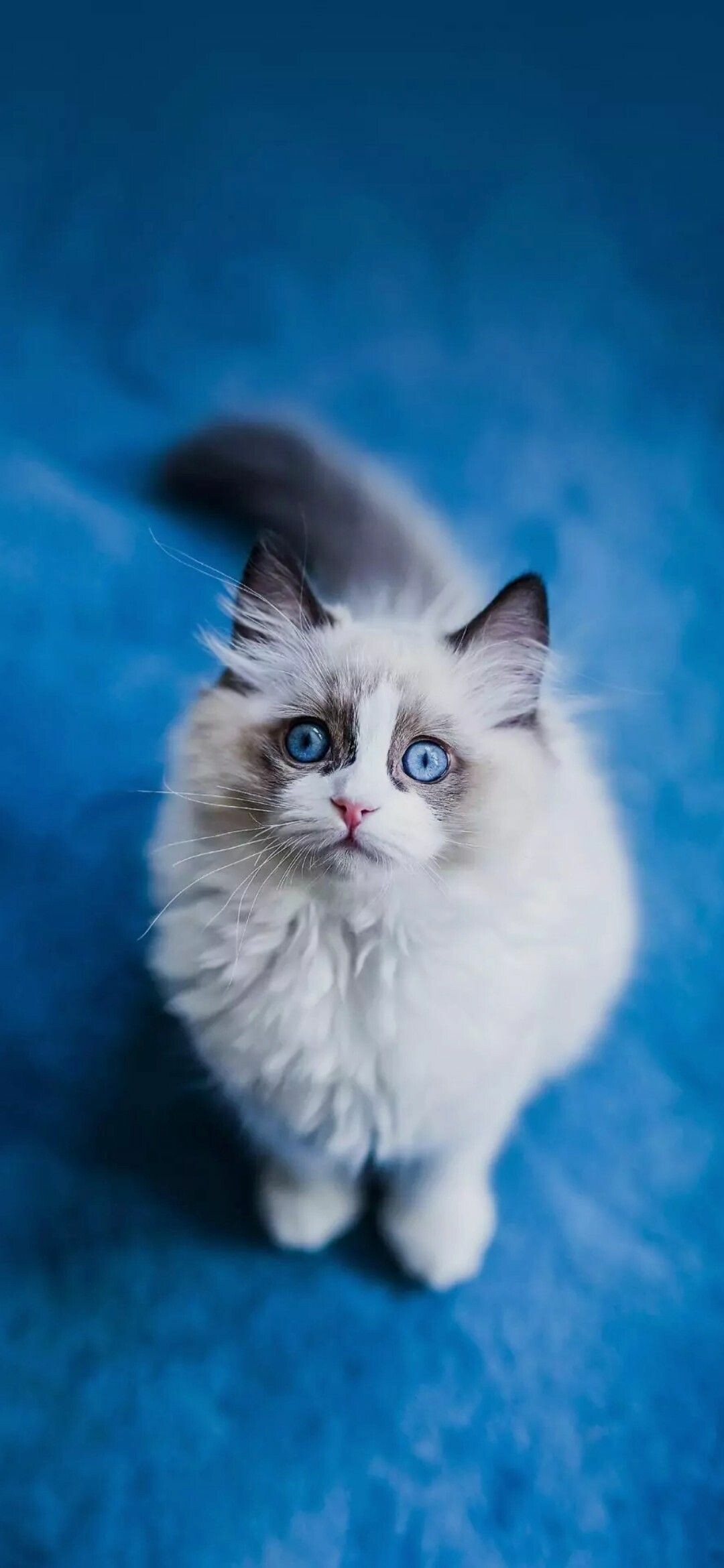 Ragdoll: An affectionate and intelligent cat, giving the impression of graceful movement and subdued power, striking in appearance. 1080x2340 HD Wallpaper.