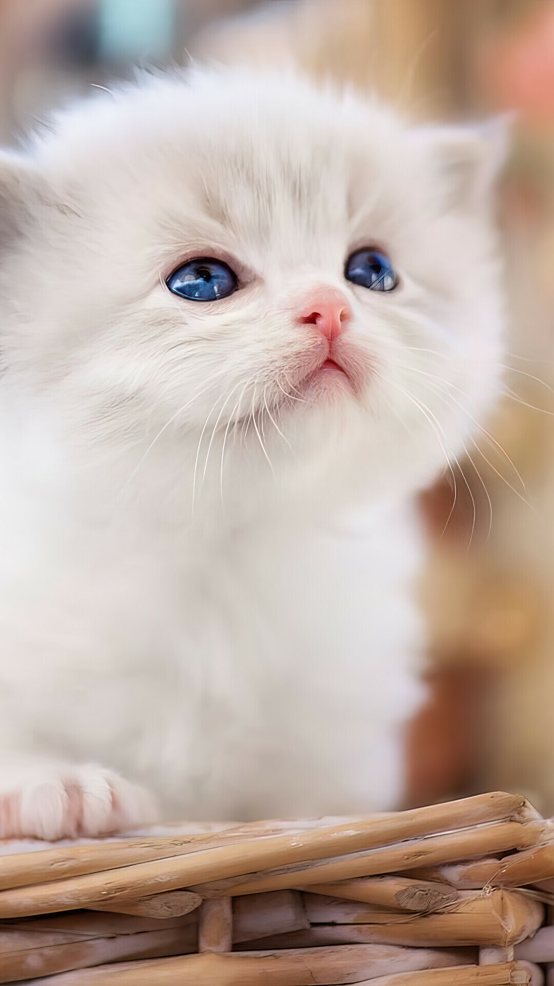 Kitten: A domesticated member of the family Felidae. 1080x1920 Full HD Background.